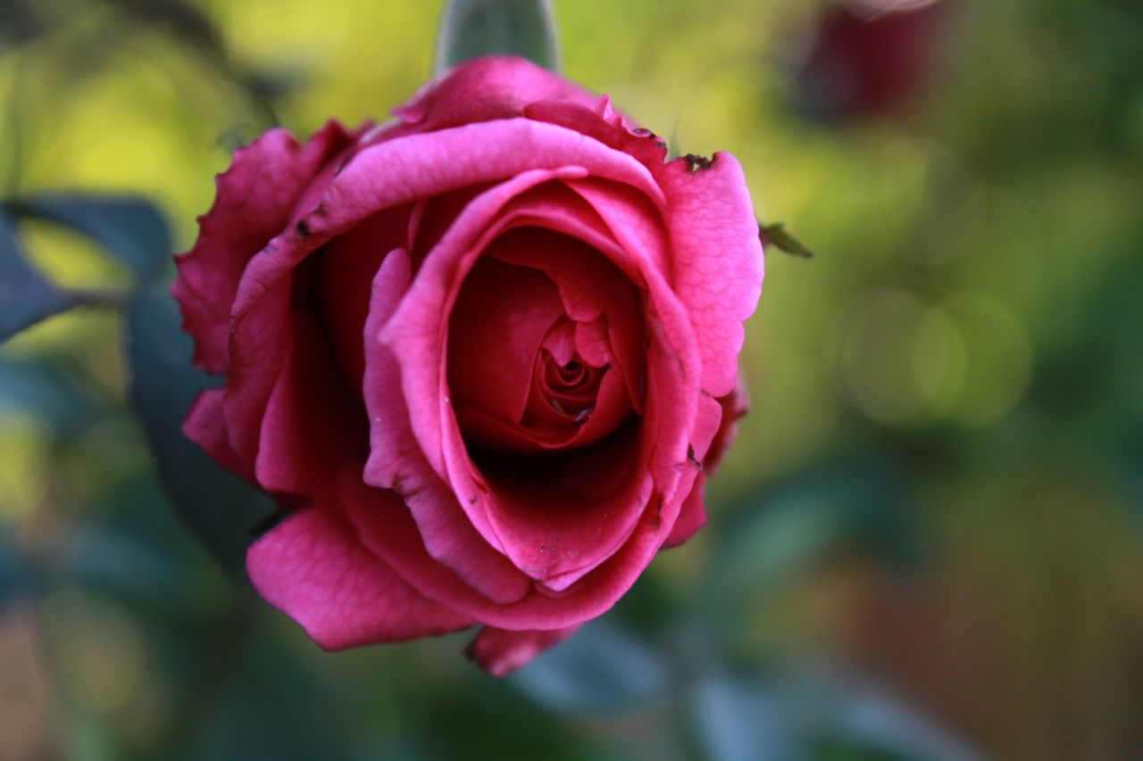 Beautiful Red Pink Rose Stock Free