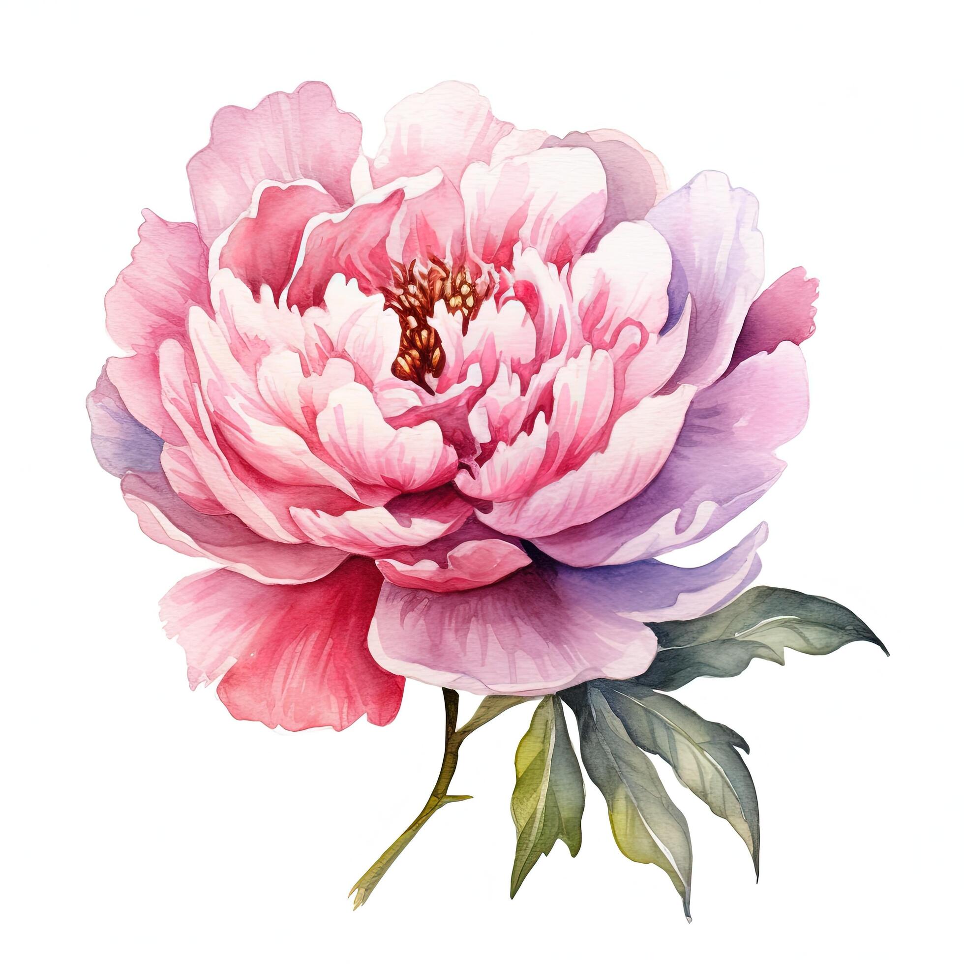 Watercolor beautiful peony flower. Illustration Stock Free