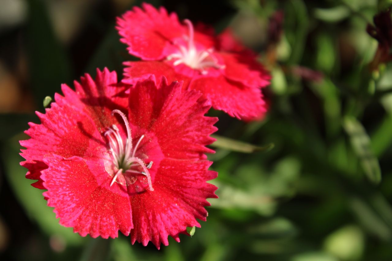 Reddish Pink Flower Closeup Stock Free