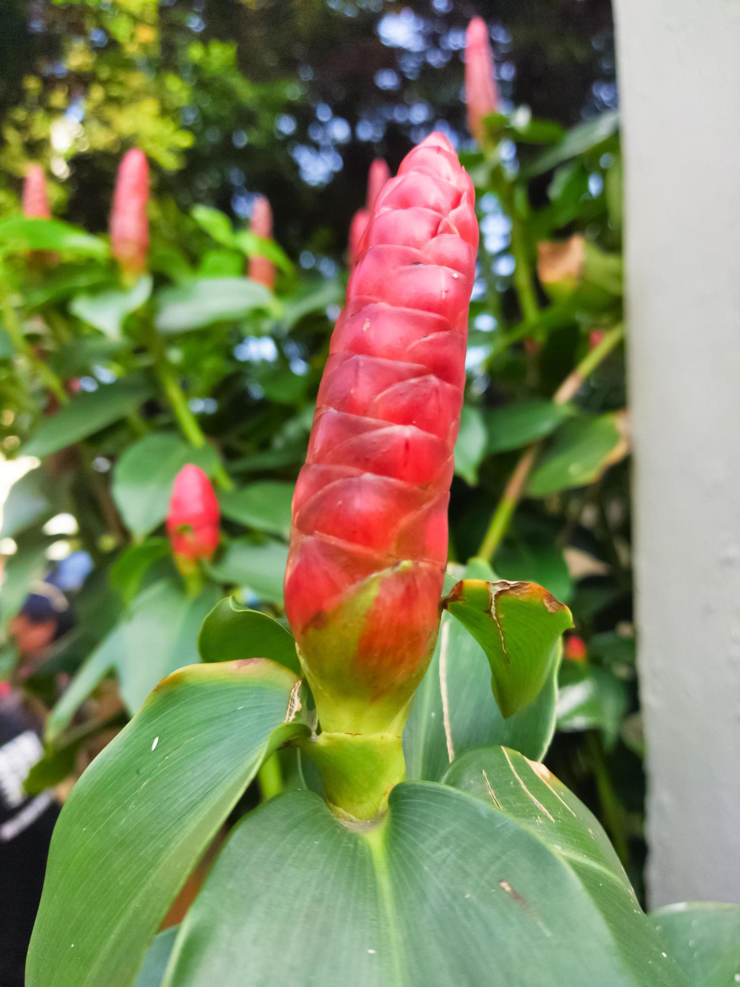 Costus spicatus is a medicinal herb also known as a thorny plant in the Costaceae family with defocused background, red flowers and green leaves Stock Free