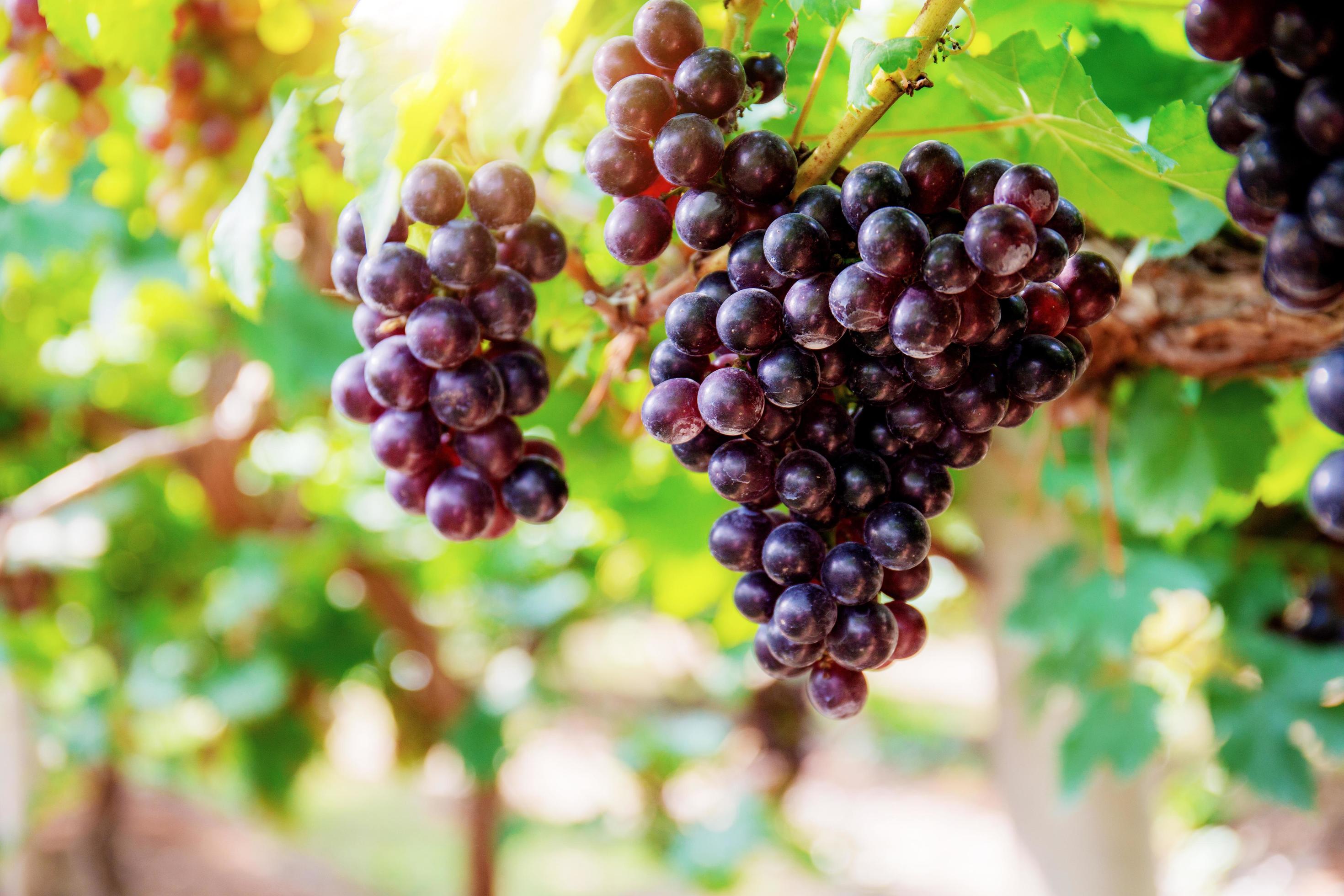 Red grapes with sunlight. Stock Free