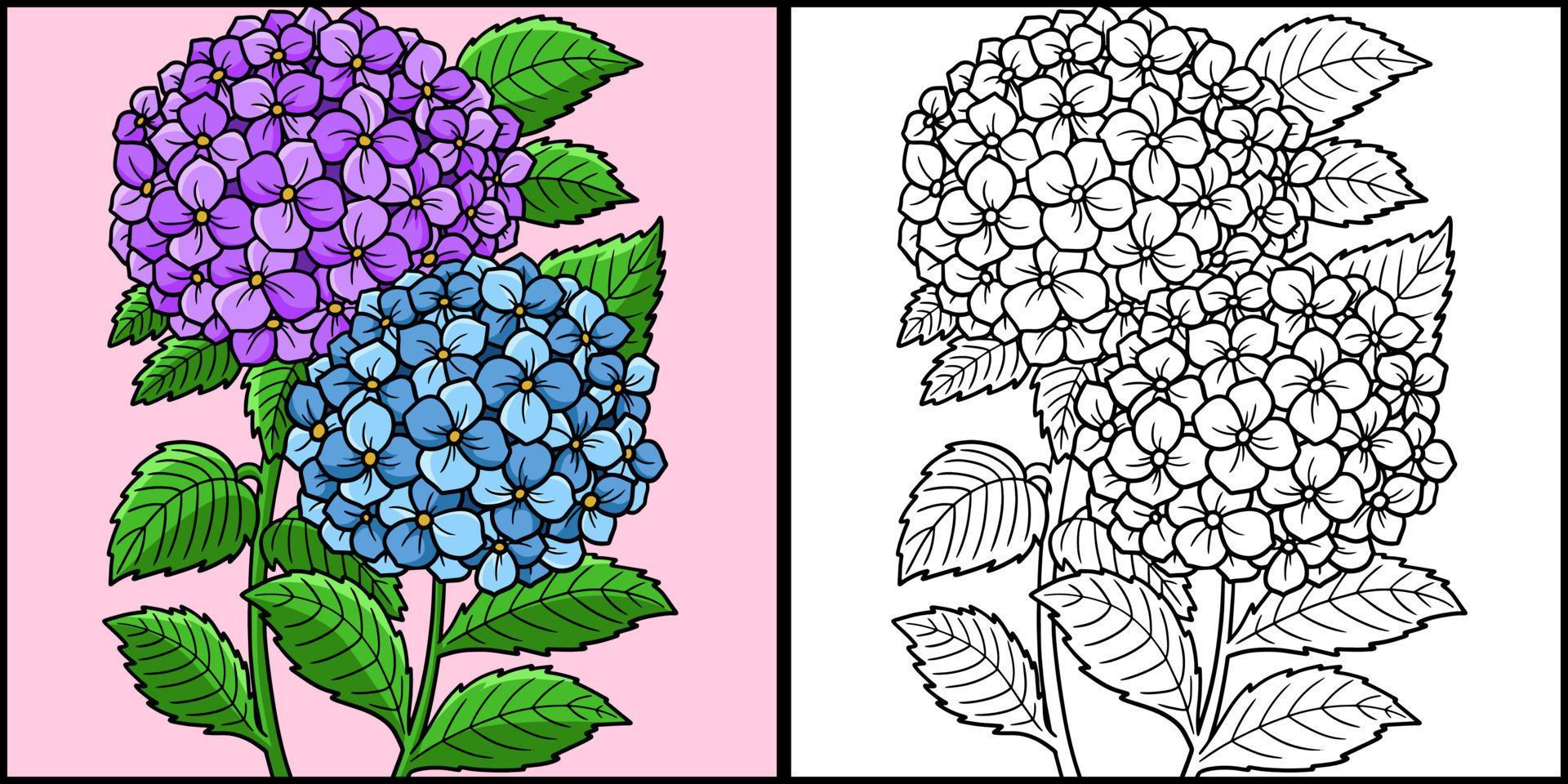 Hydrangea Flower Coloring Colored Illustration Stock Free