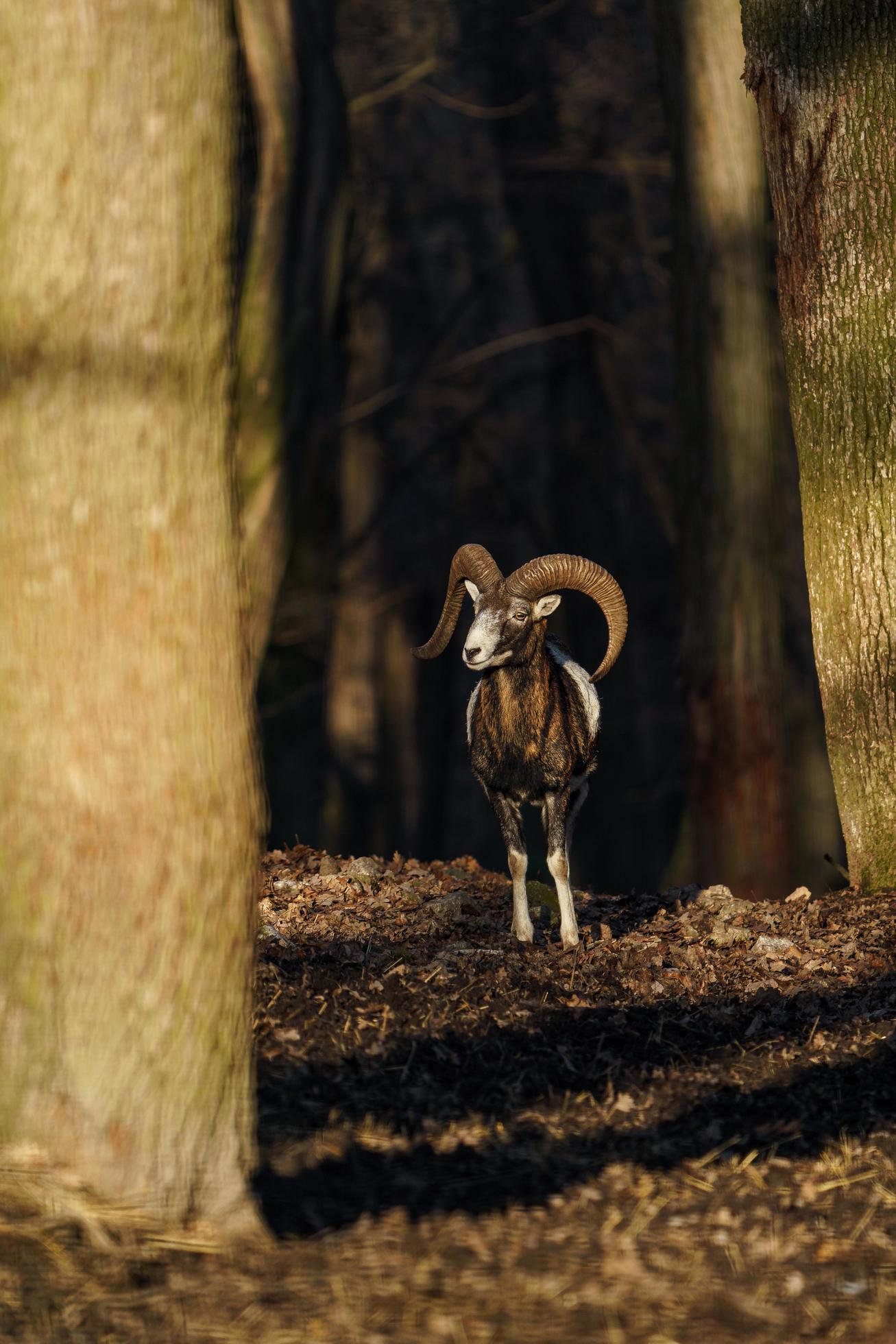 Mouflon in forest Stock Free