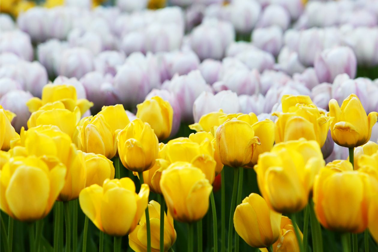 Field Of Flowers Stock Free