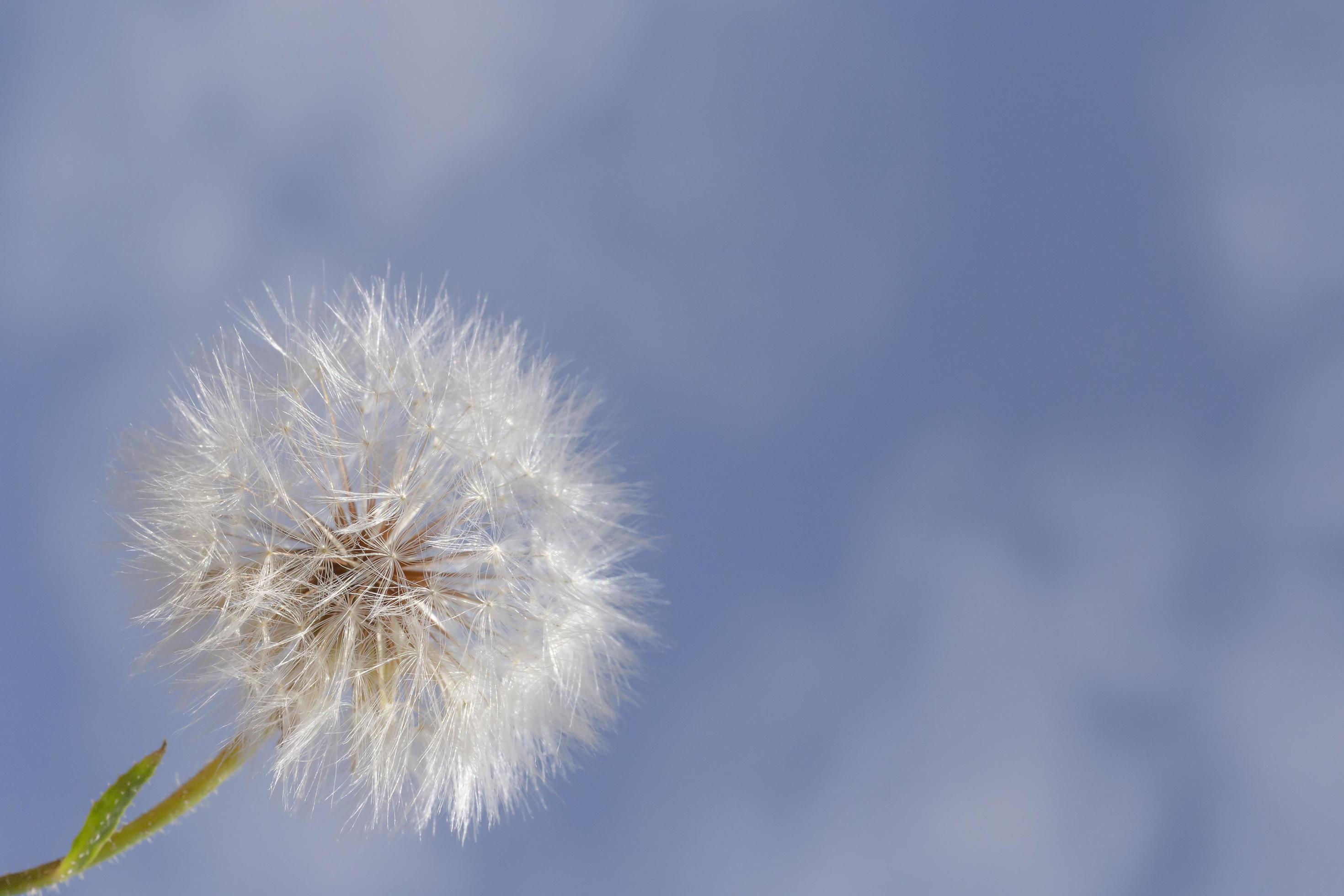 close up of dandelion flower against blue sky Stock Free