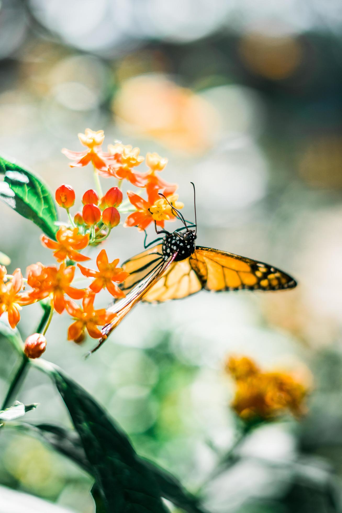 Butterfly on flower Stock Free