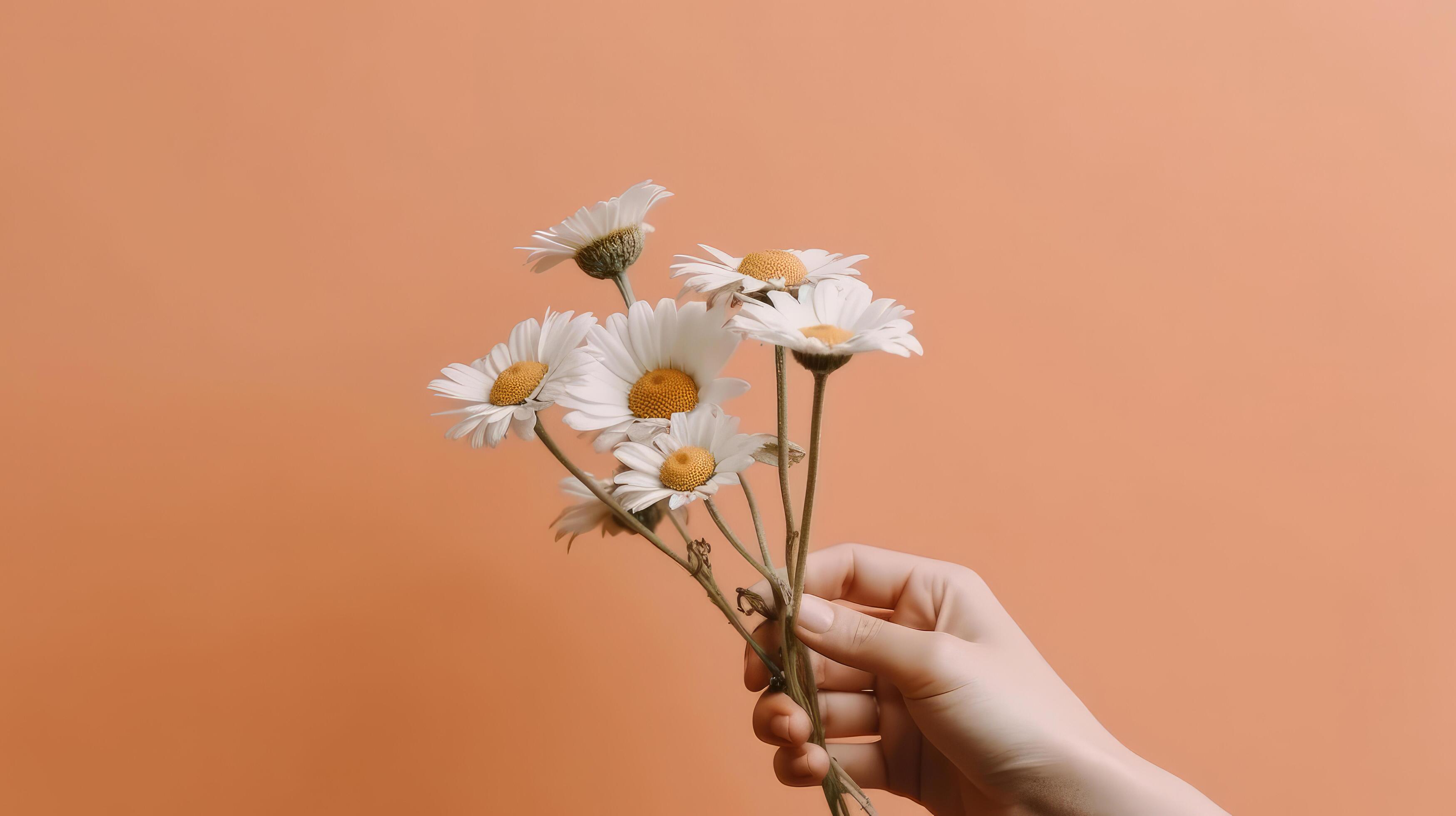 Hand with chamomile flower. Illustration Stock Free