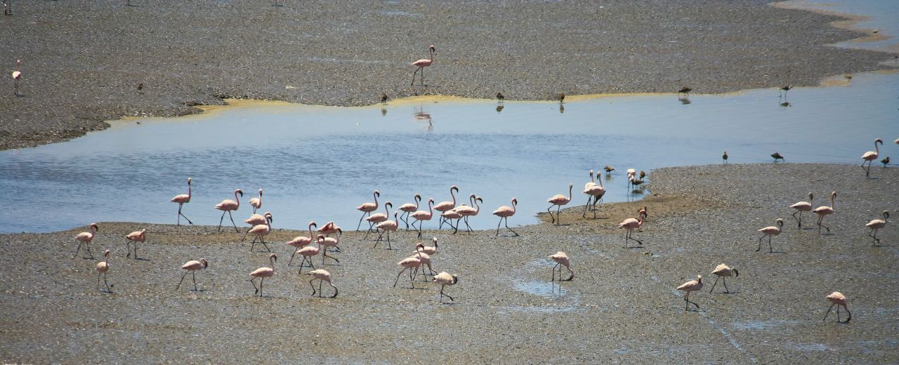 Flamingos Stock Free