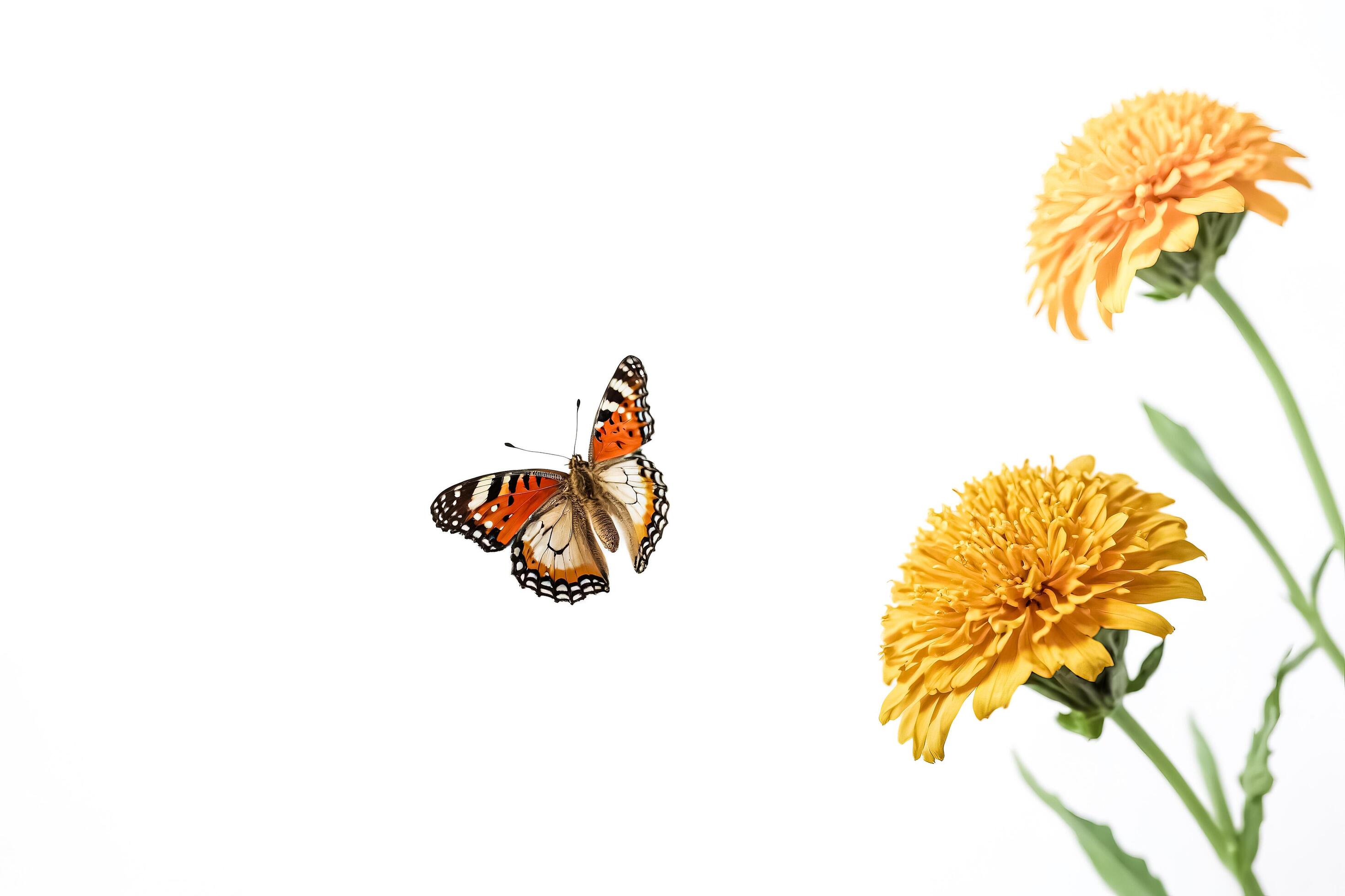 Butterfly and Yellow Flowers on White Background Stock Free