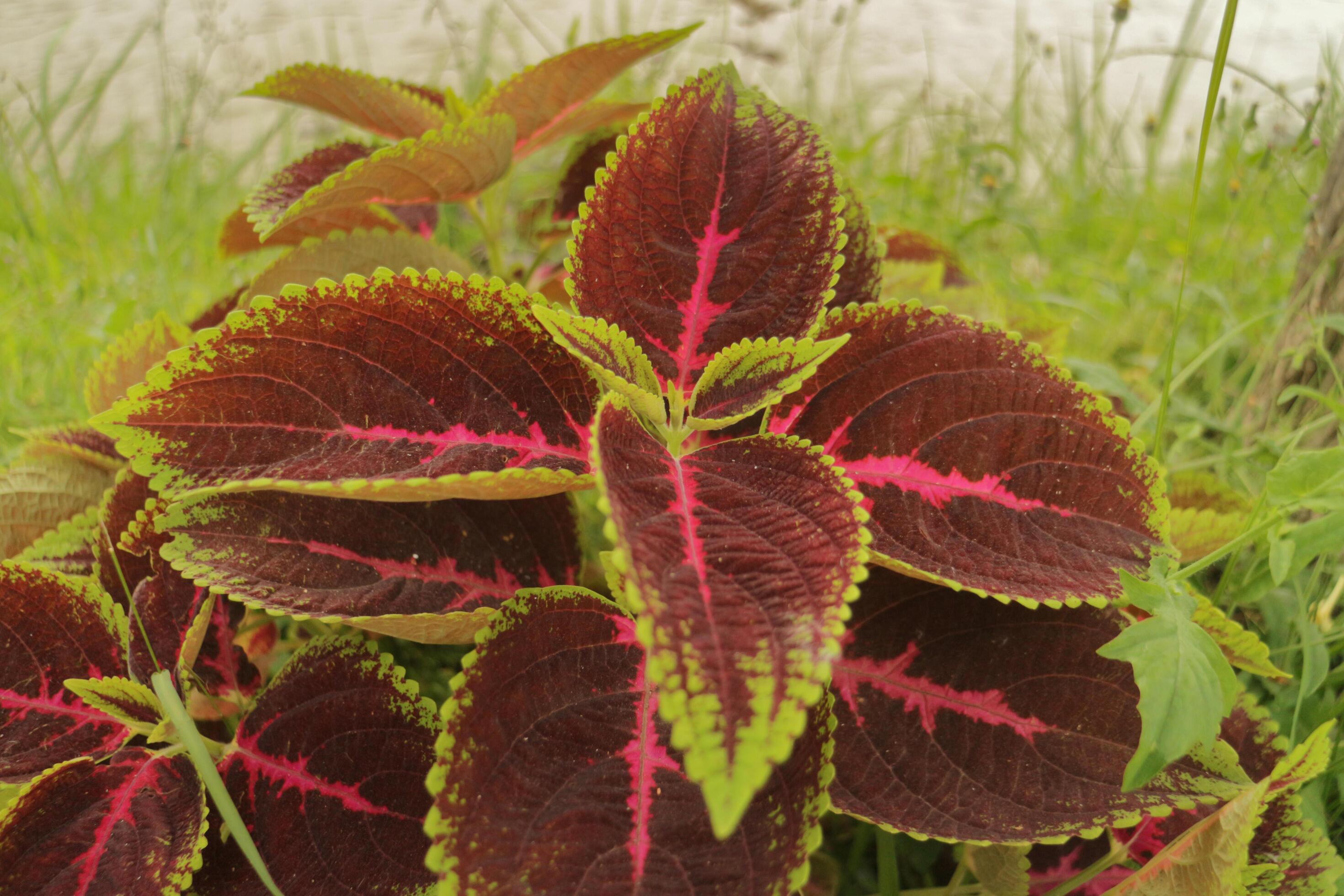 Plectranthus scutellarioides or coleus, a species of flowering plant in the family Lamiaceae Stock Free