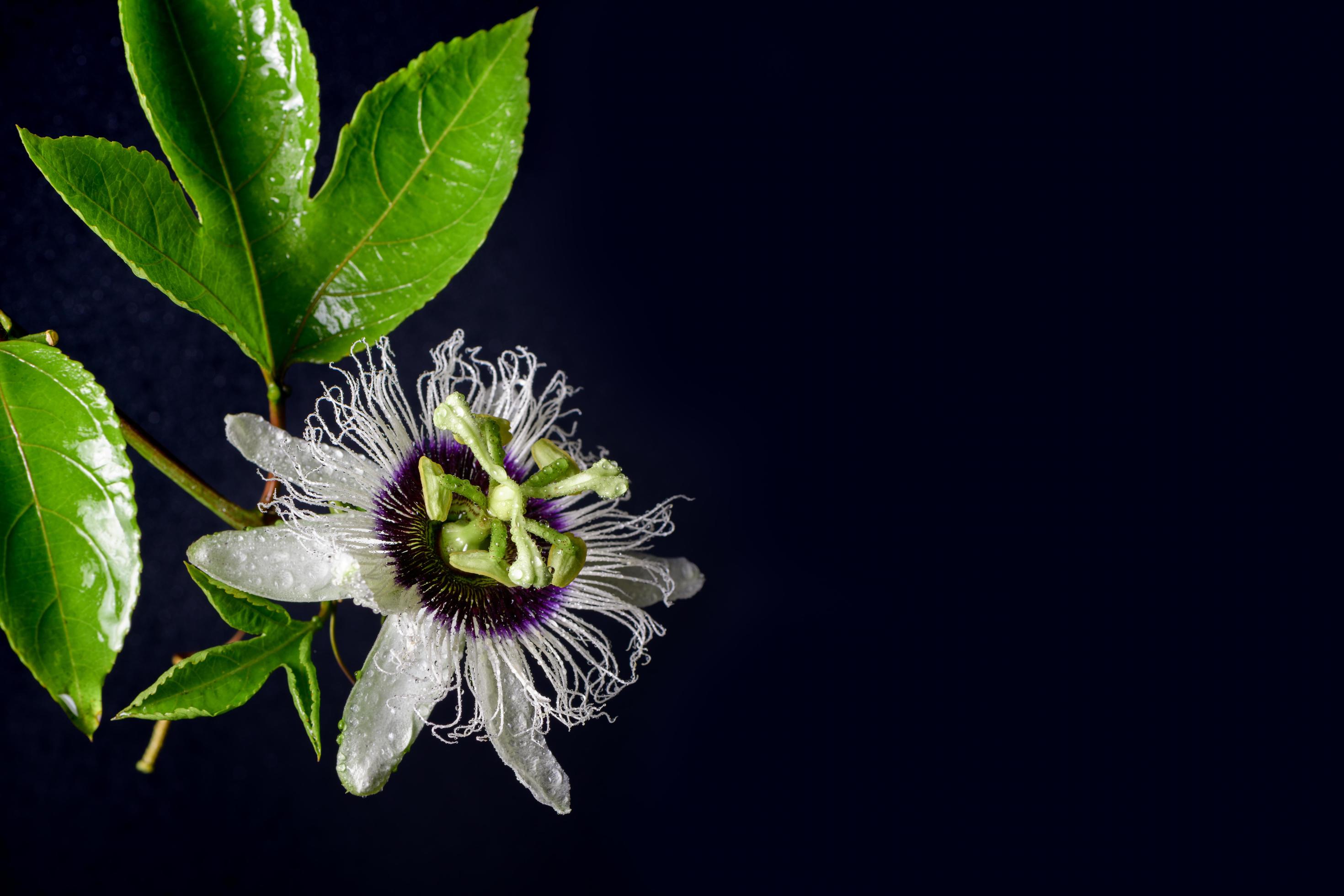 Passion fruit flower on black background, healthy fruit s Stock Free