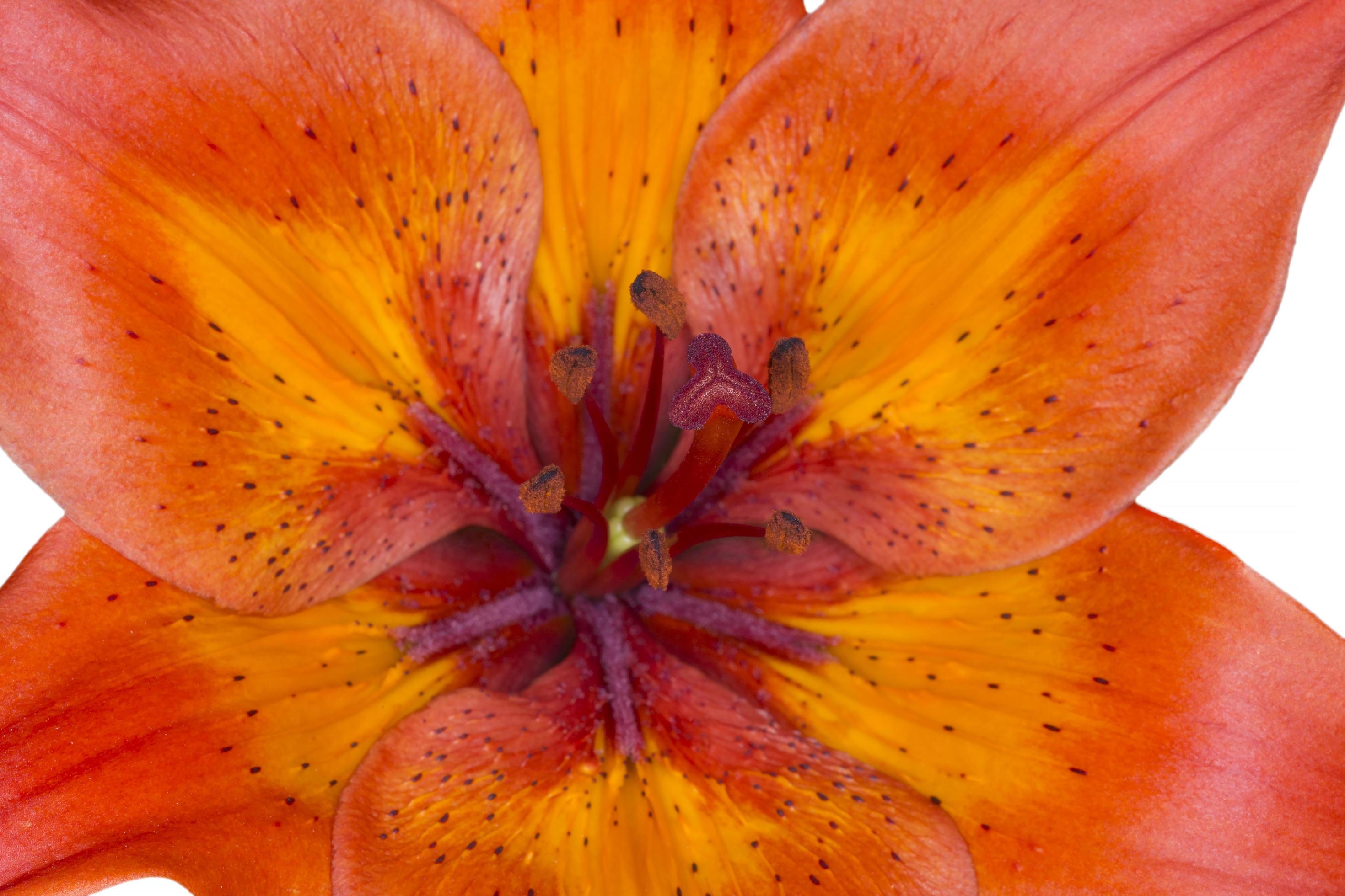 close up of asiatic lilium flower Stock Free