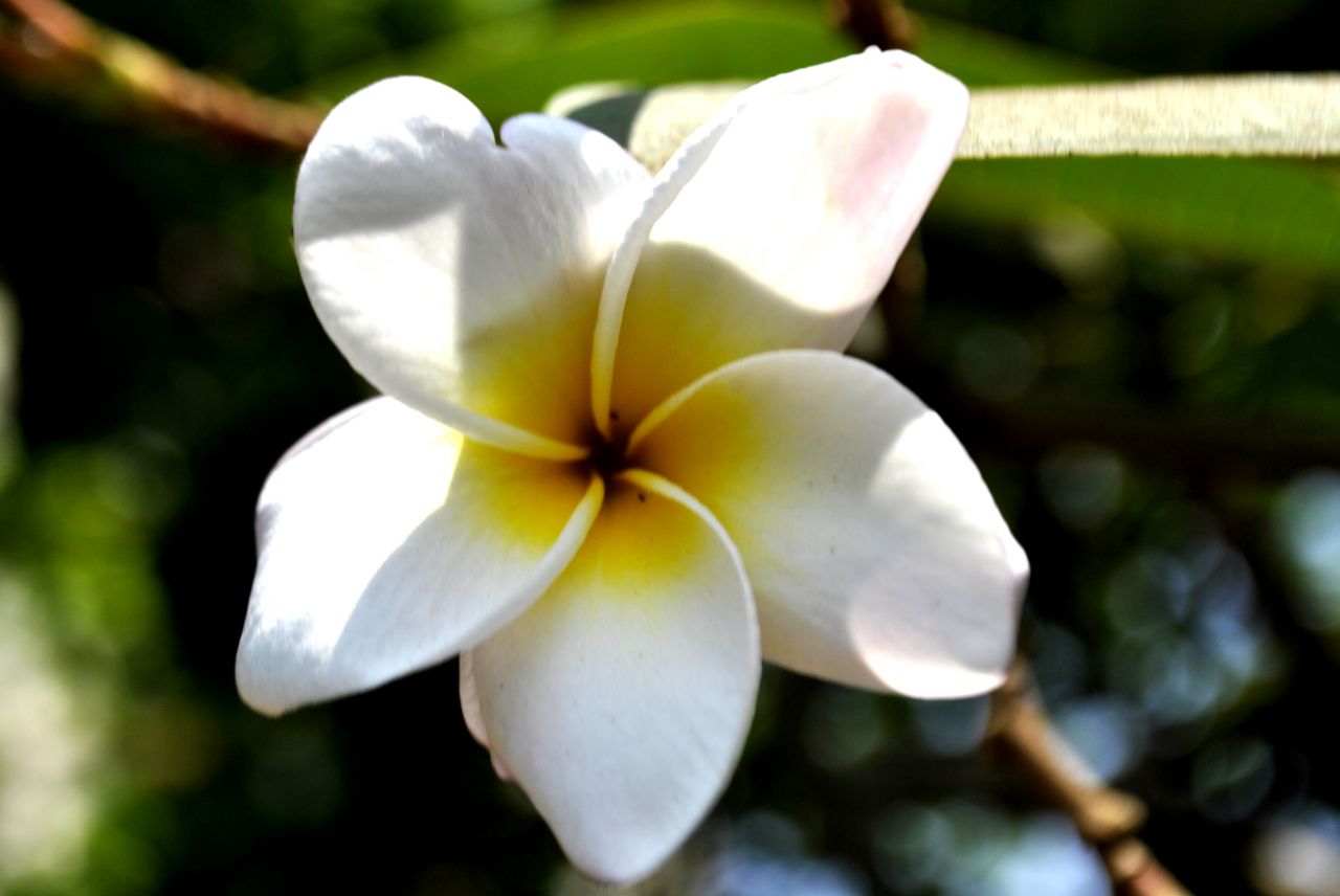 White Flower Stock Free