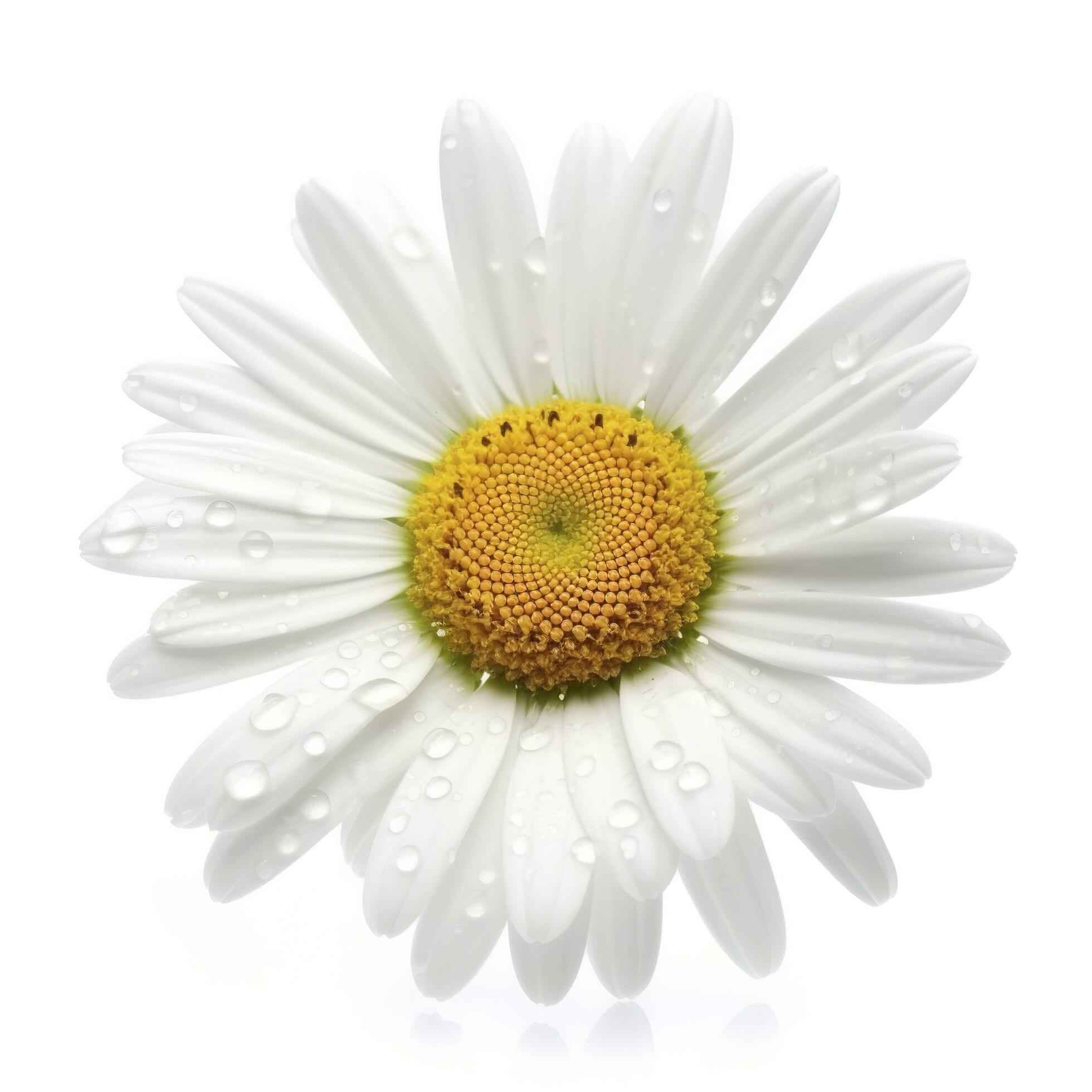 Daisy flower isolated on white background as package design element, generate ai Stock Free