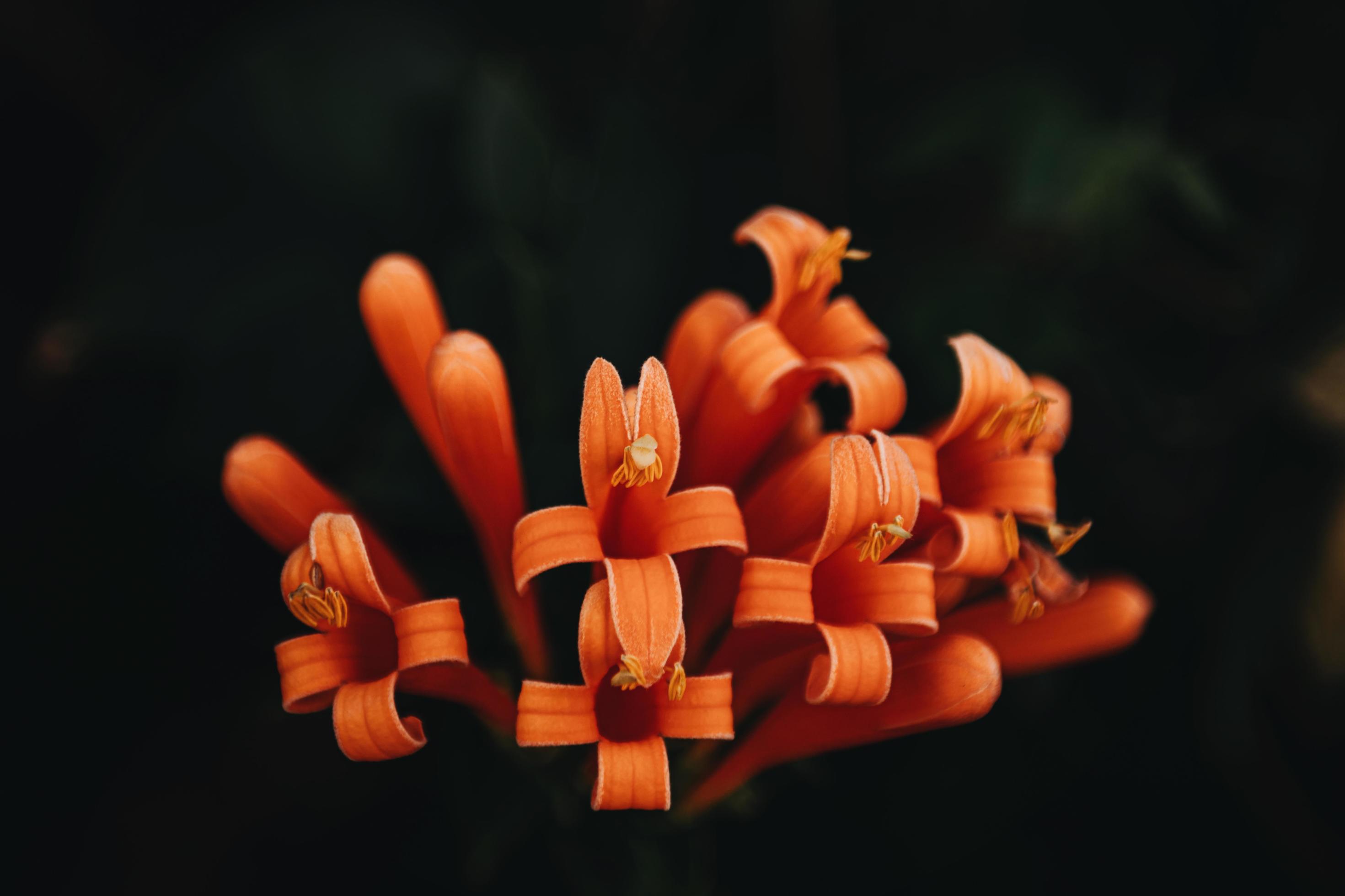 Close-up of orange flowers Stock Free