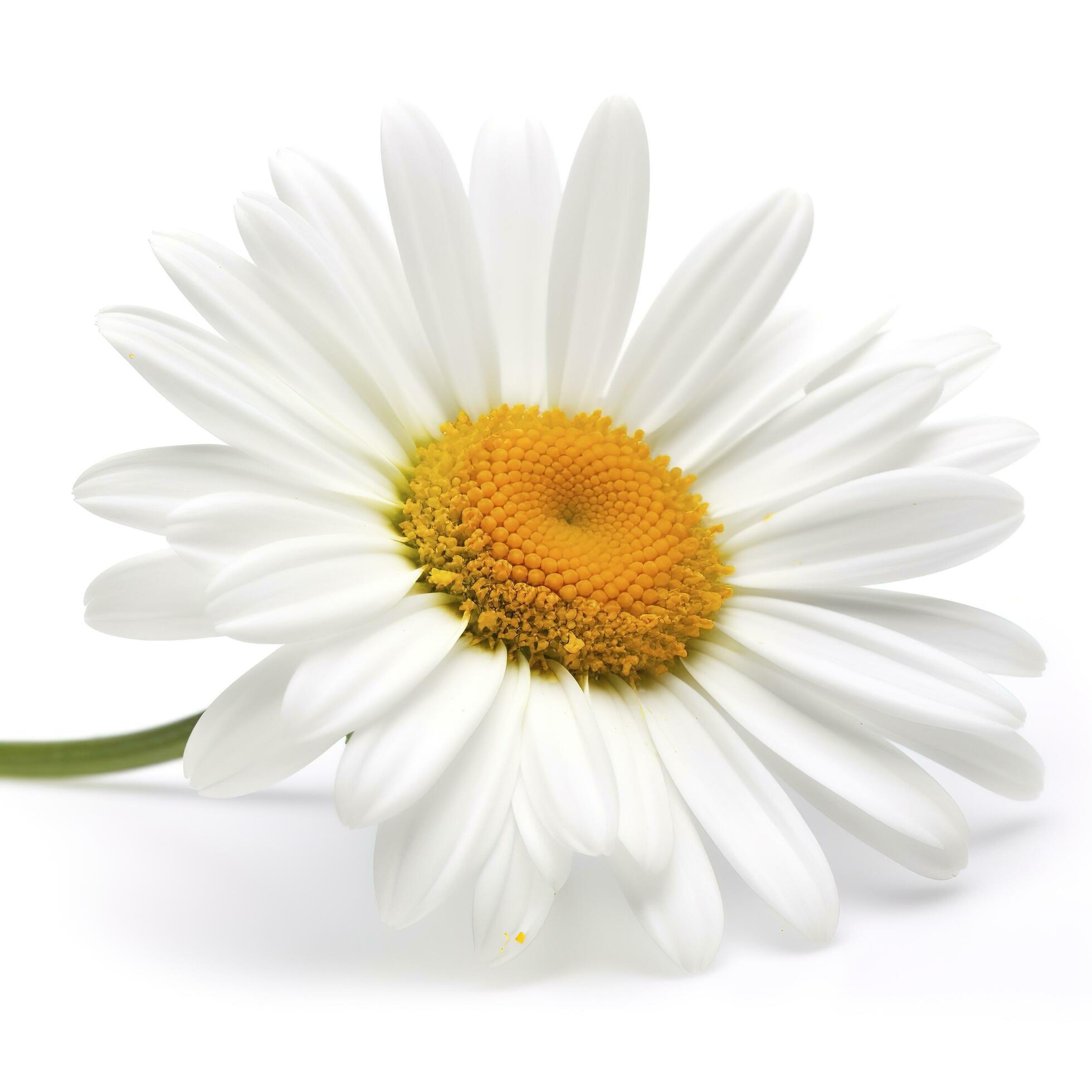 Daisy flower isolated on white background as package design element, generate ai Stock Free