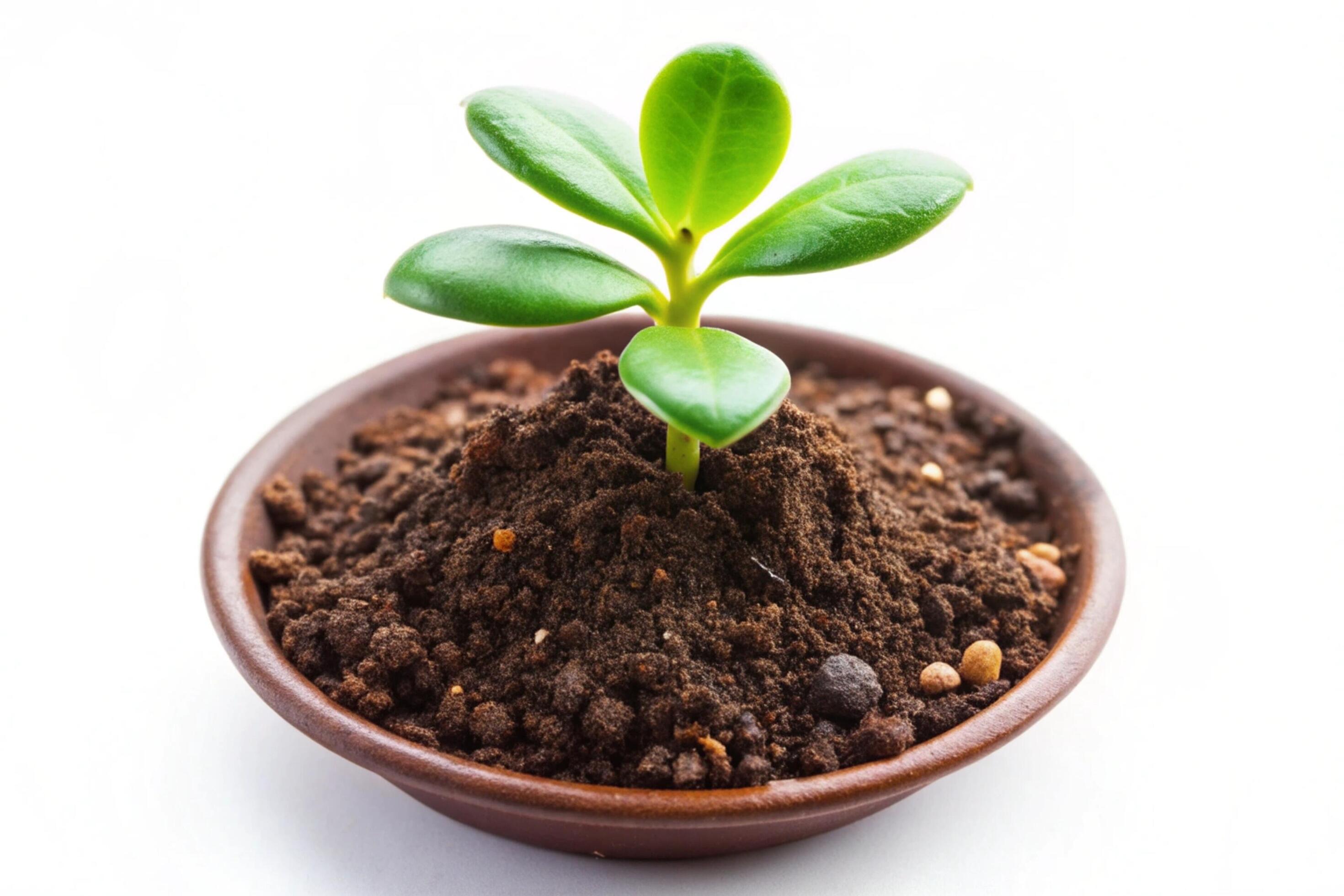 Small plant isolated on white background Stock Free