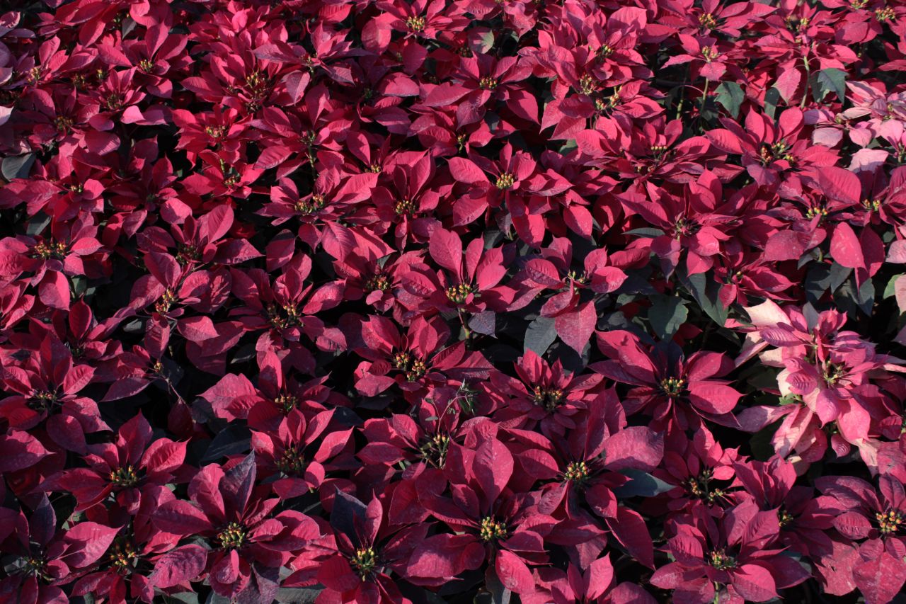 Red Pink Leaves Garden Stock Free