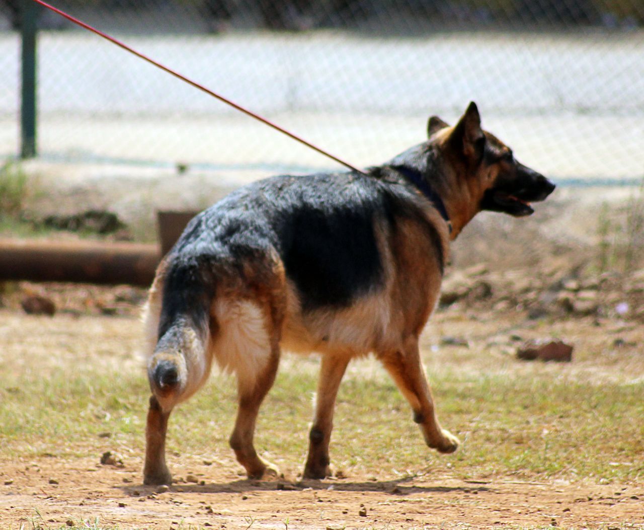 German Shepherd Leash Stock Free