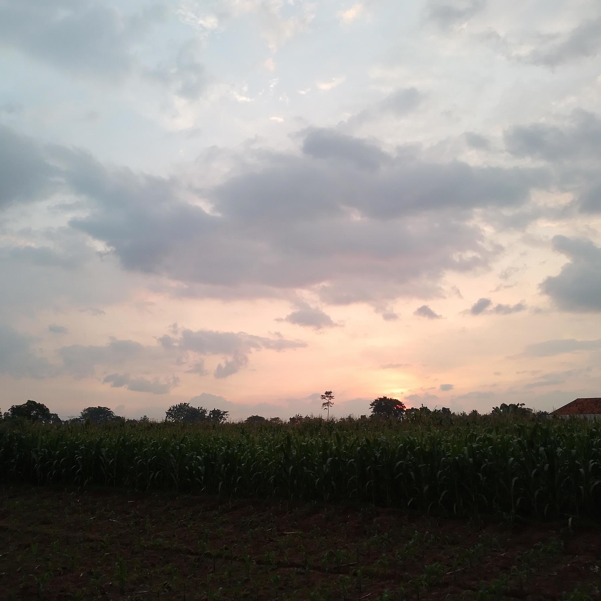 Nature photo at sunset in the countryside Stock Free