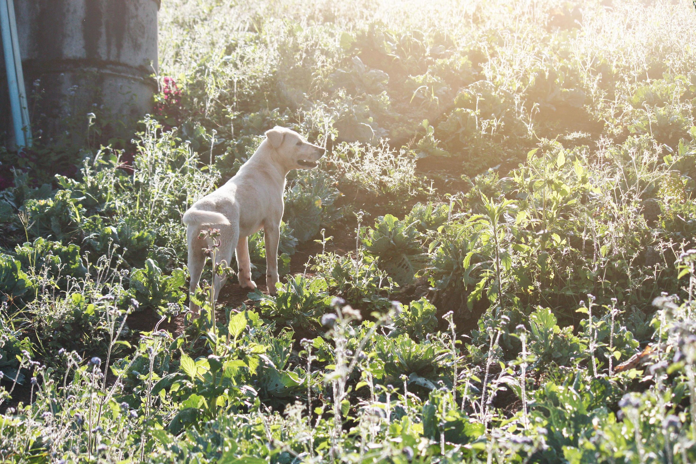 Cute white dog playful with beautiful sunset in grass firlds Stock Free