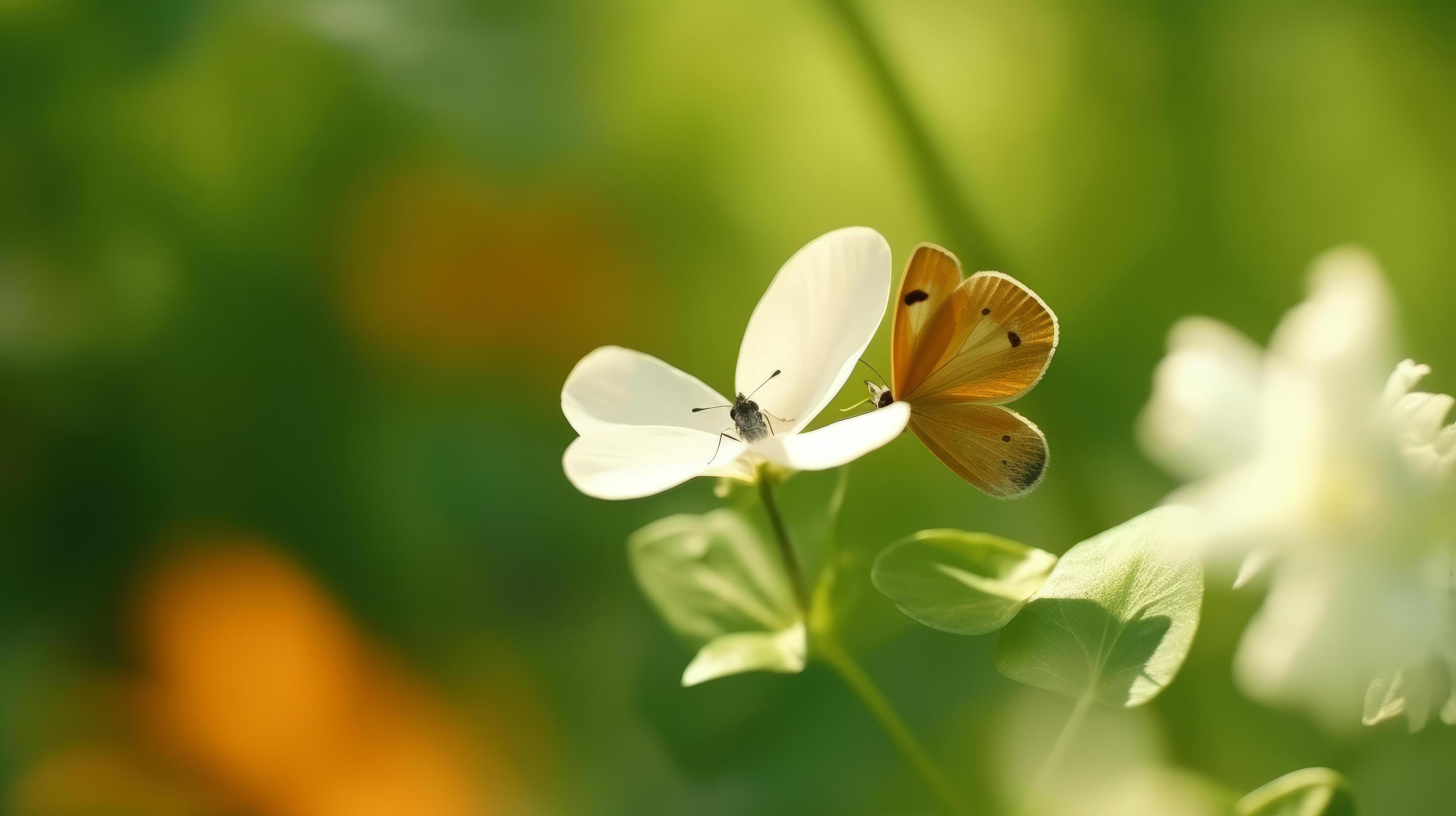 Anemone flower with butterfly. Illustration Stock Free