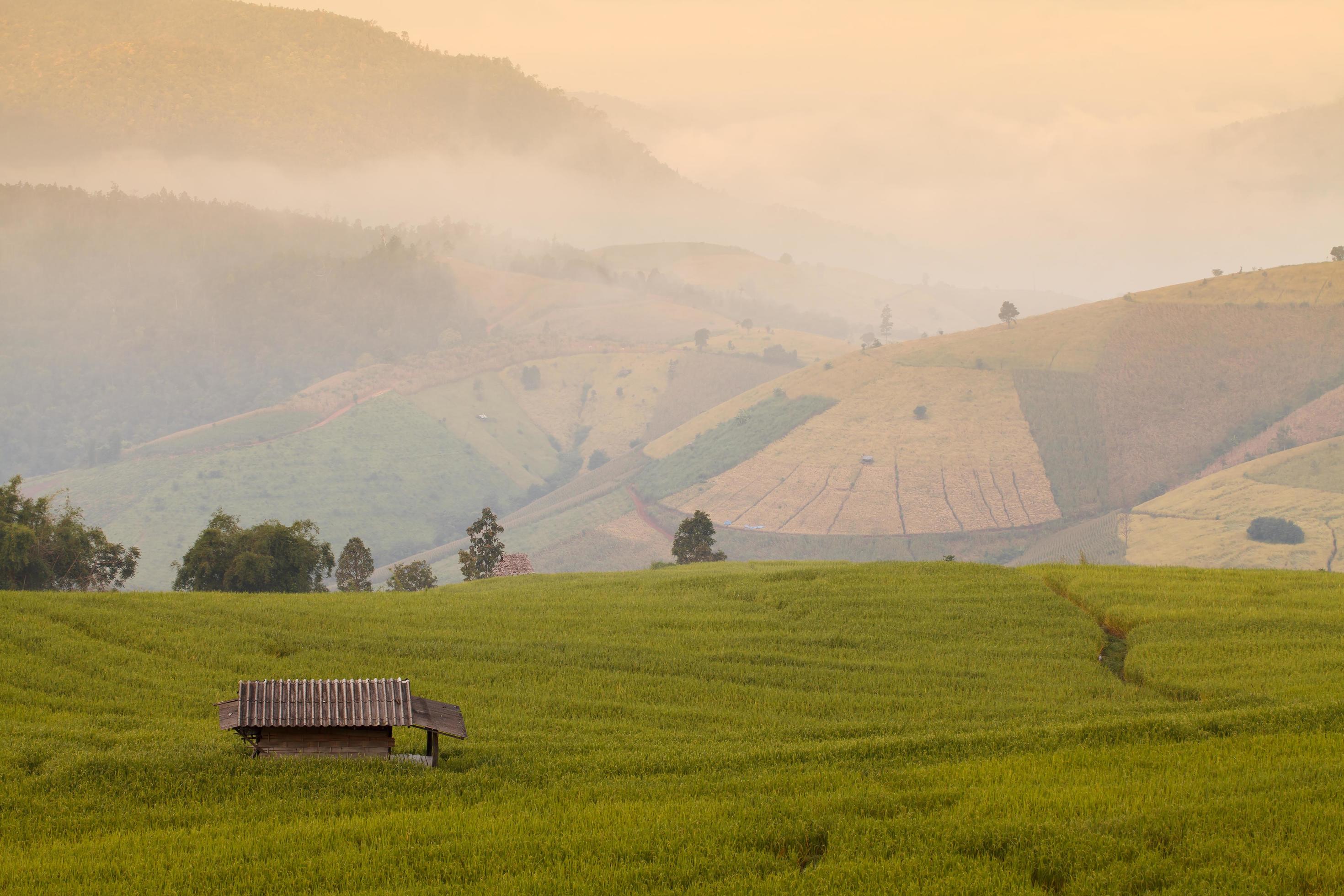 Green Terraced Rice Field during sunrise at Ban Pa Bong Peay in Chiangmai, Thailand Stock Free