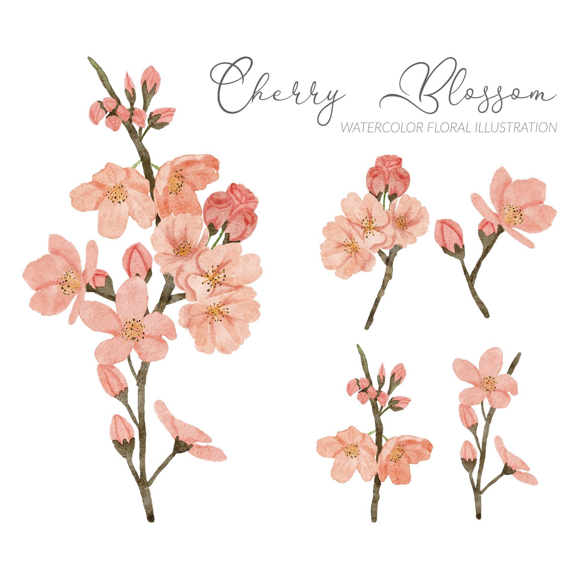 watercolor cherry blossom spring flower illustration element Stock Free