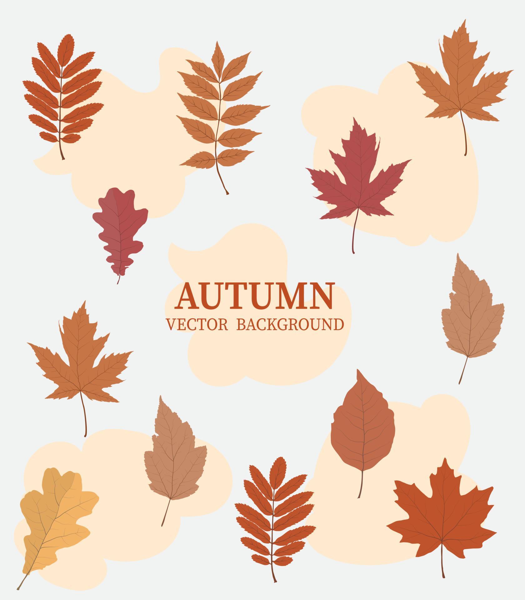 autumn leaves or leaf and flower foliage Vector illustration background Stock Free