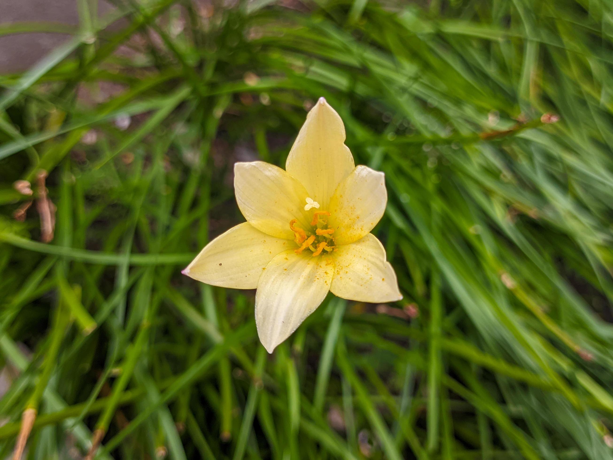 A close up of Zephyranthes candida flower Stock Free