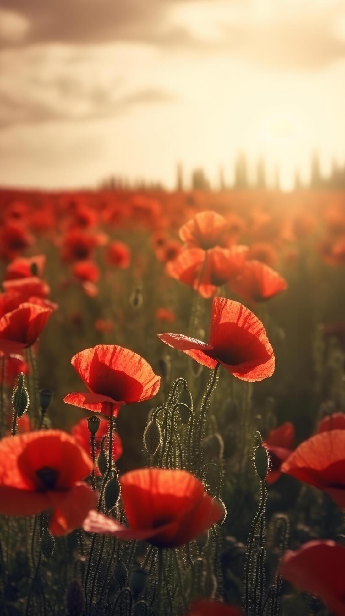 Poppy flower background for Anzac day. Illustration Stock Free