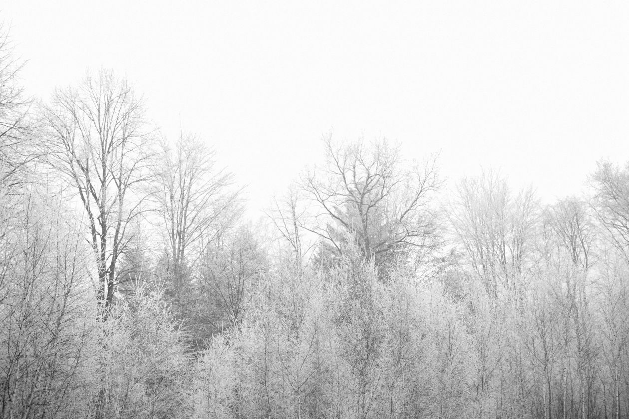 Frozen Trees Stock Free