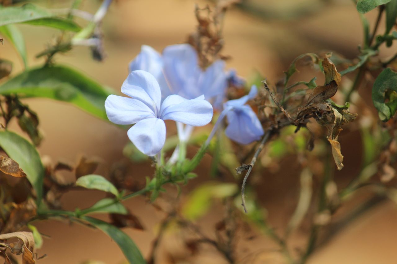 Dried Leaves Flower Stock Free