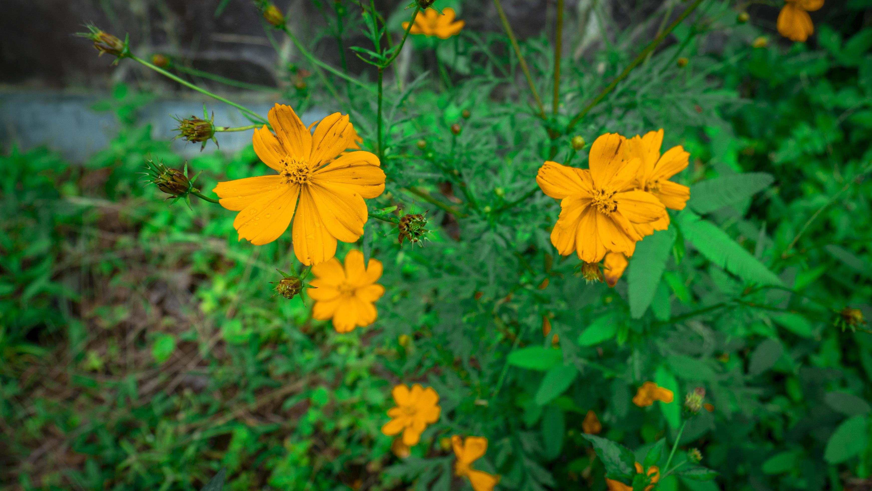 yellow wild flower when spring time on the garden. The photo is suitable to use for nature background and botanical content media. Stock Free