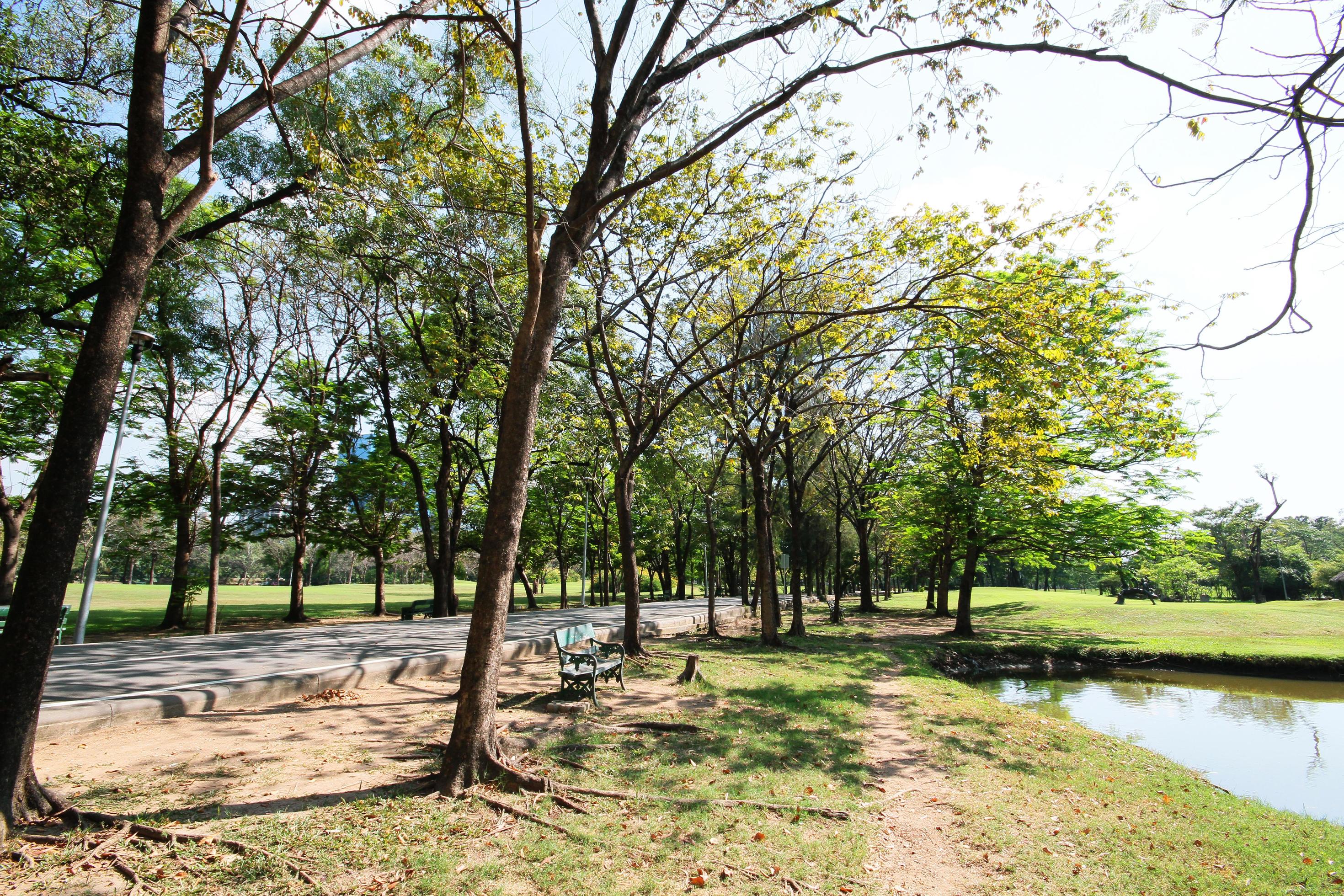 Green trees and pond in the garden and plublic park in Thailand Stock Free