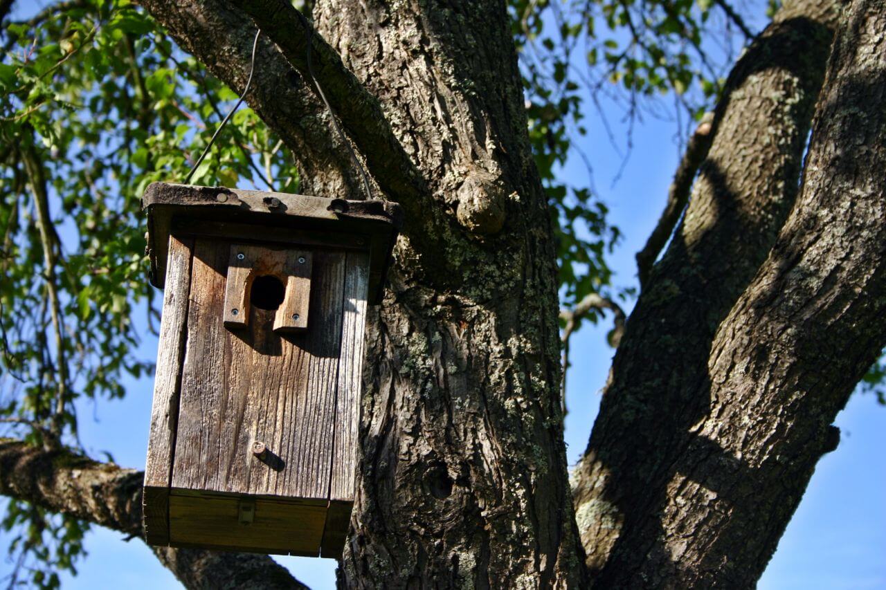 Birdhouse Stock Free