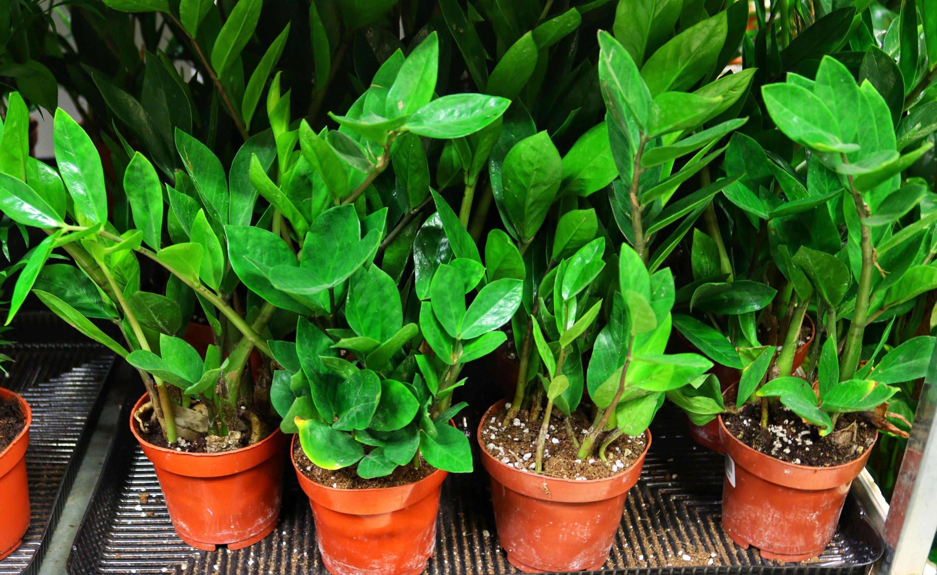 Calathea is a genus of flowering plants belonging to the family Marantaceae Stock Free