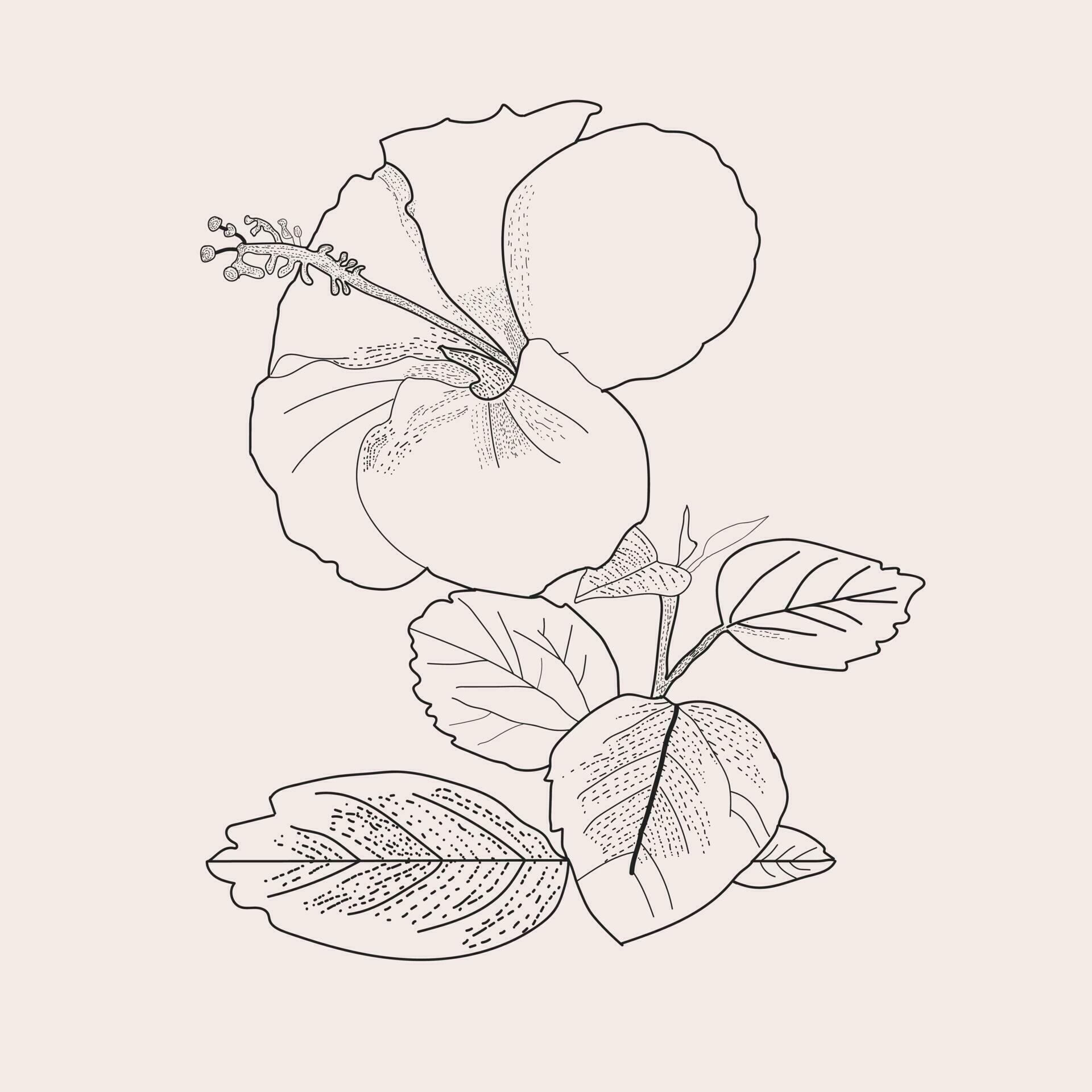 flower line art for Greeting cards, packages, t-shirts, labels Stock Free