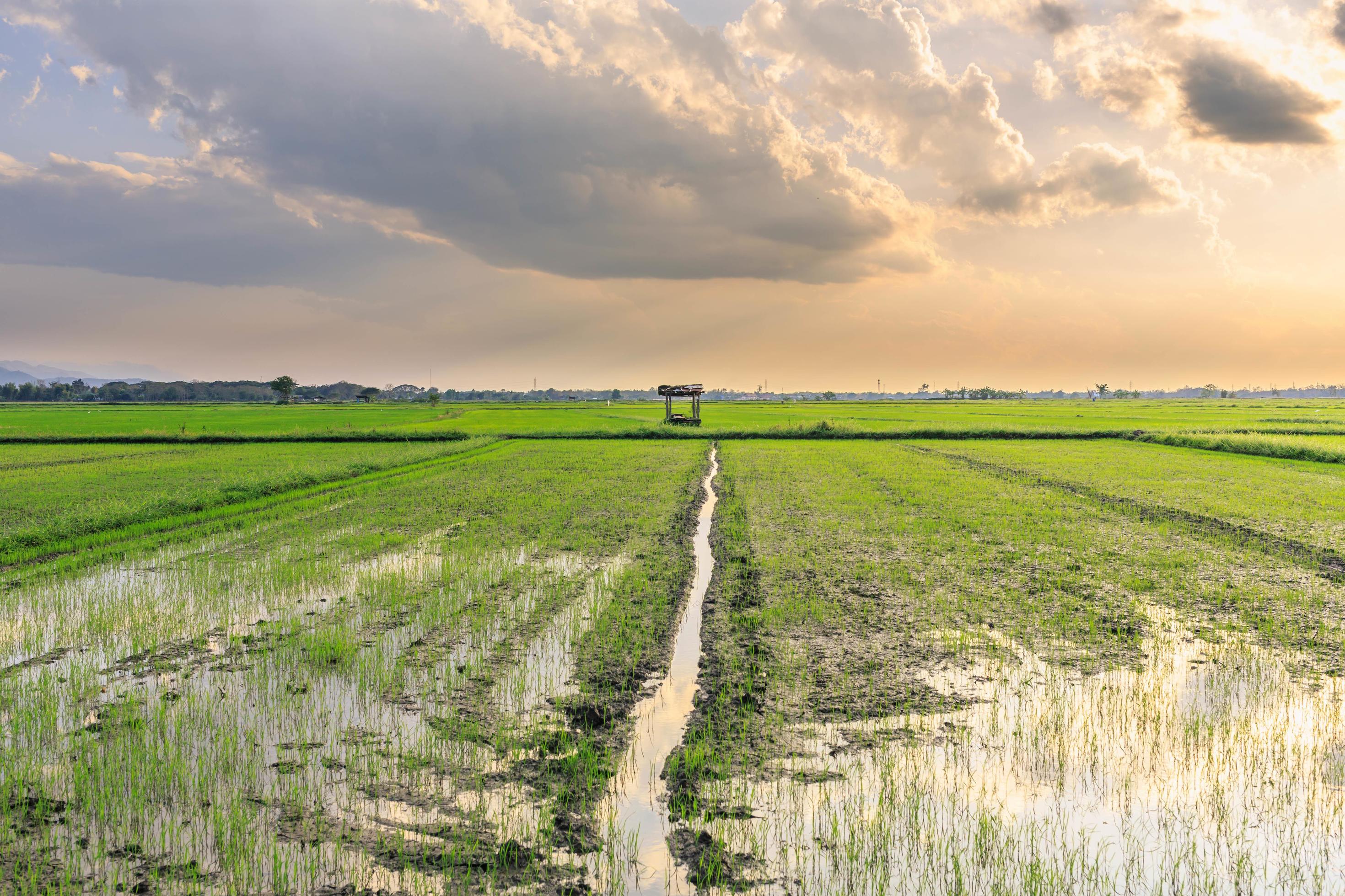 Sunset at the time of cultivating rice fields in the fieldsSunset at the time of cultivating rice fields Stock Free