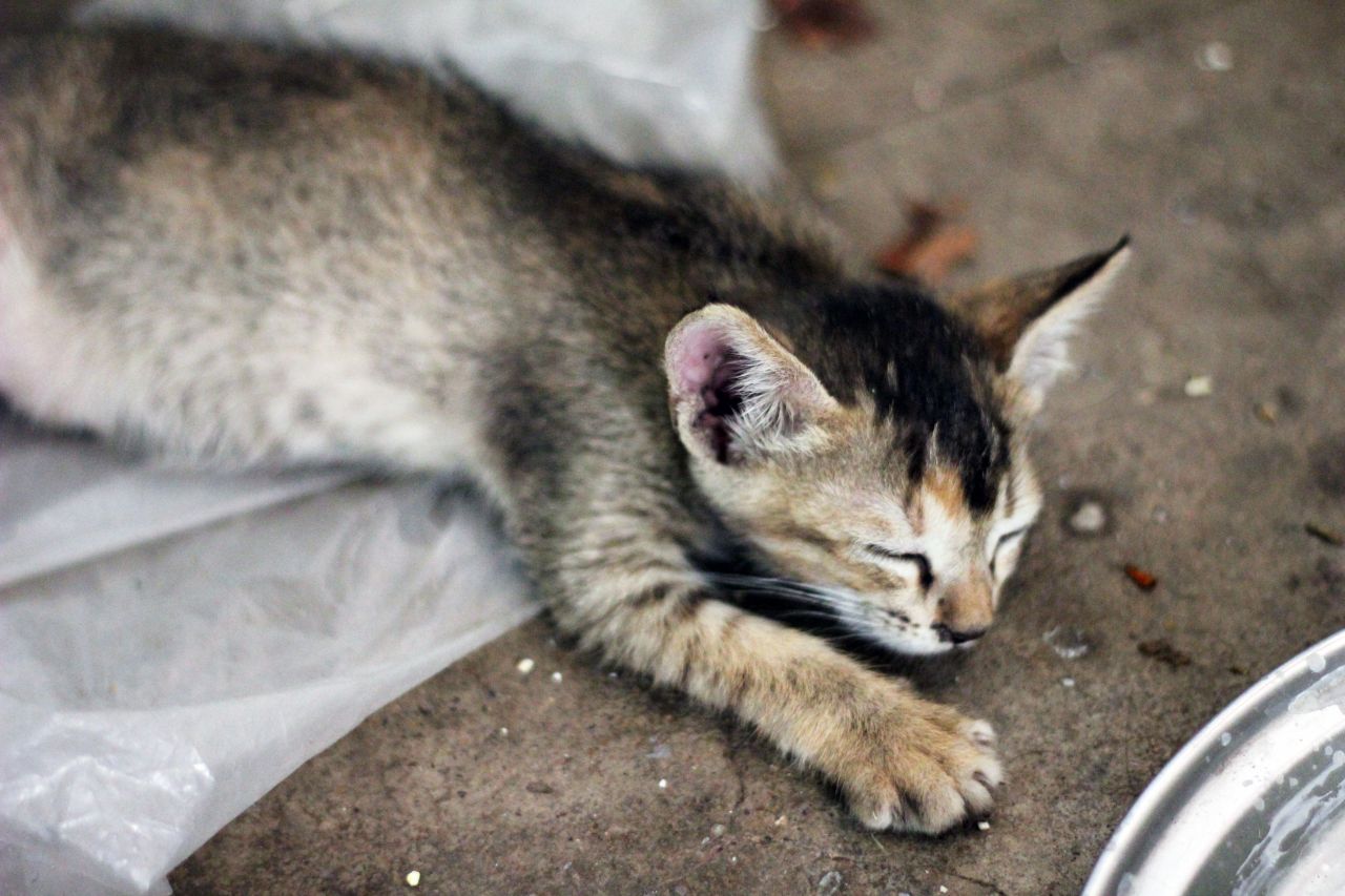 Kitten Sleepy Stock Free