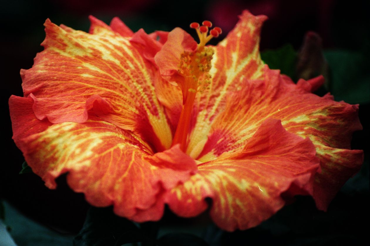 Red and yellow hibiscus Stock Free