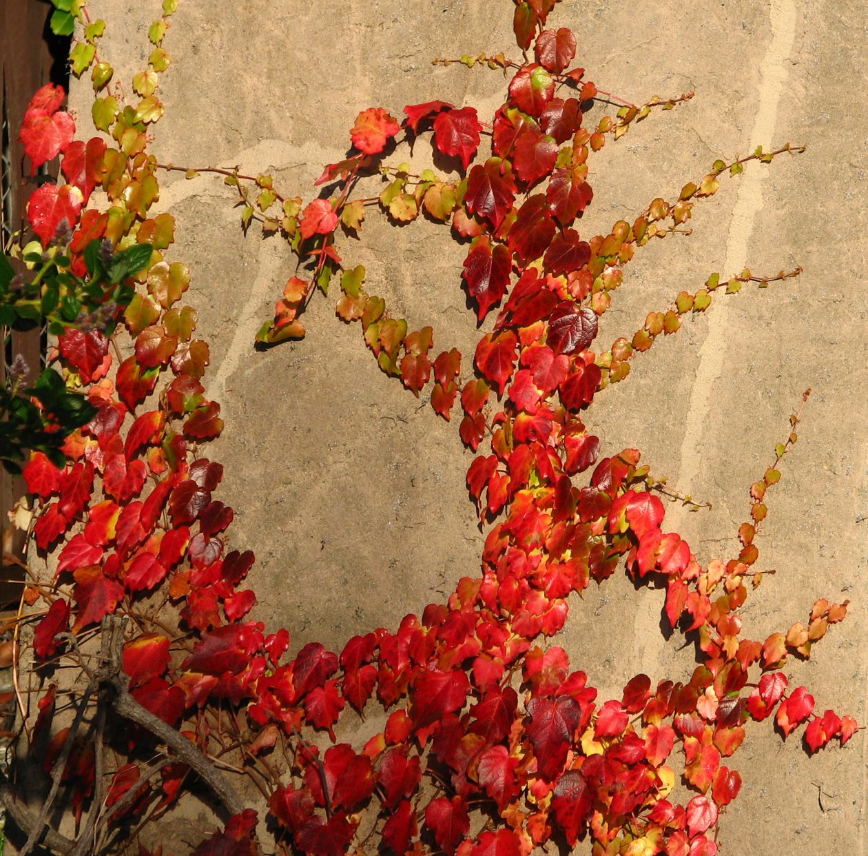 Red leaves on tan wall Stock Free