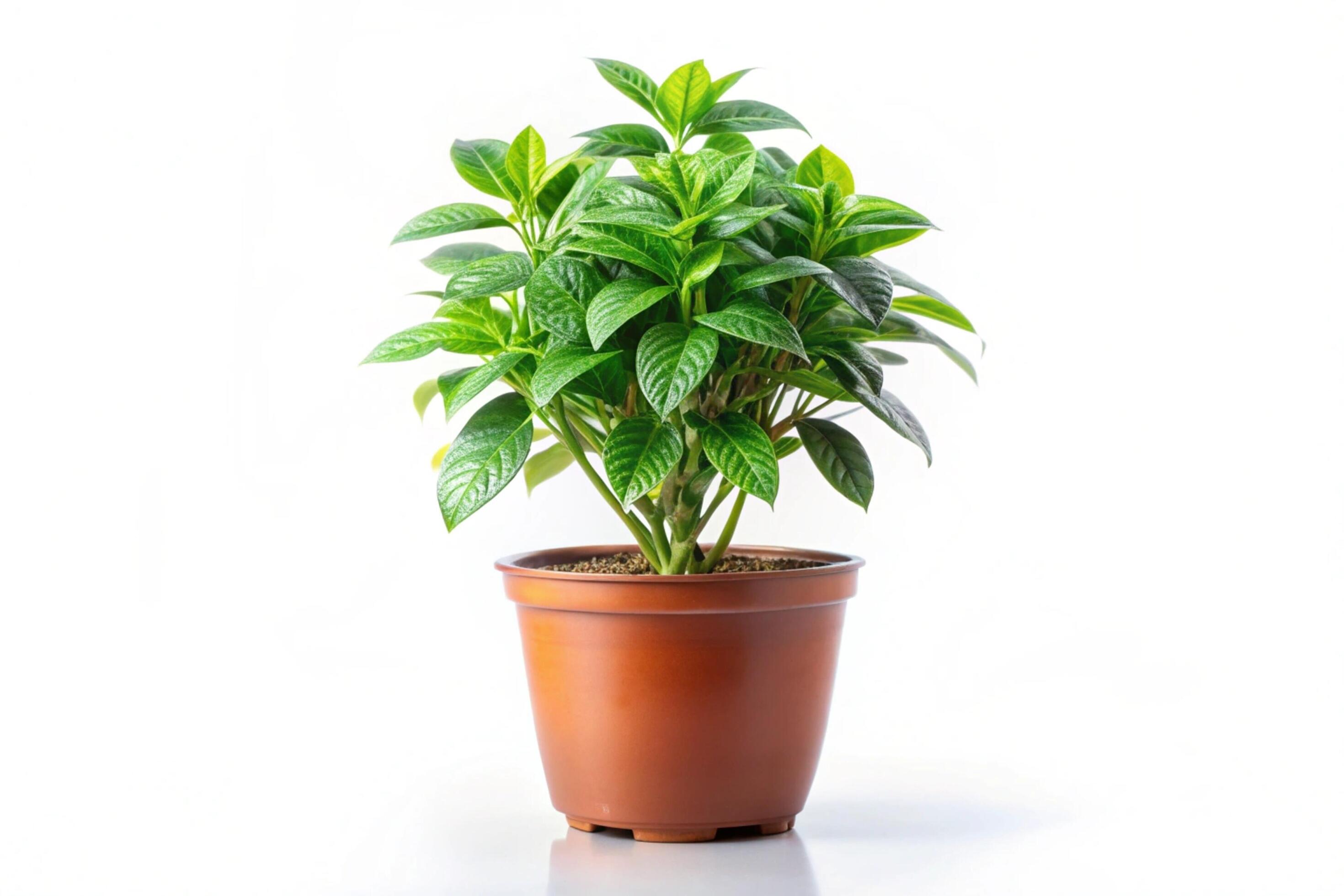 Small plant isolated on white background Stock Free