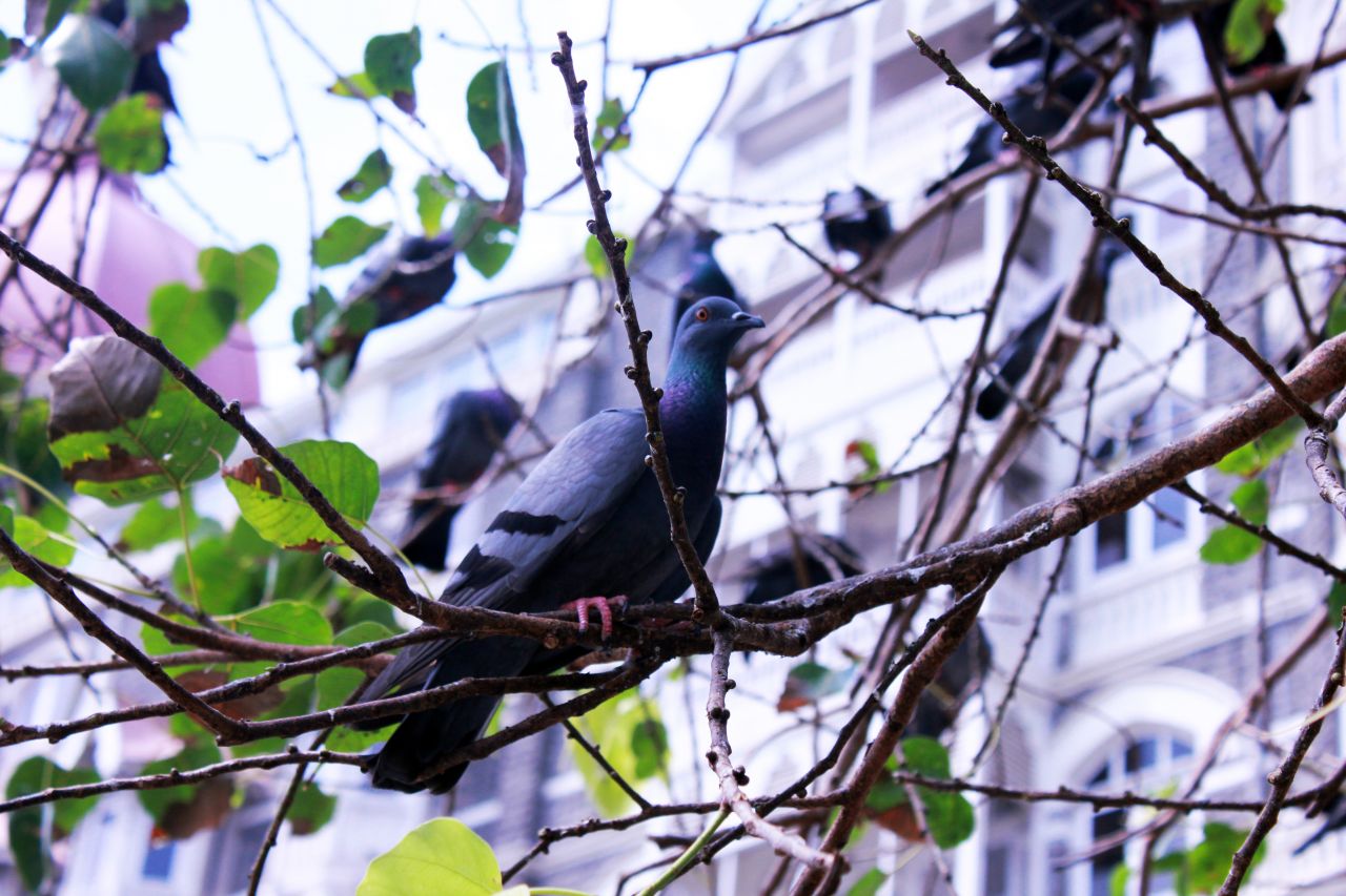 Pigeon On Tree Branch Stock Free