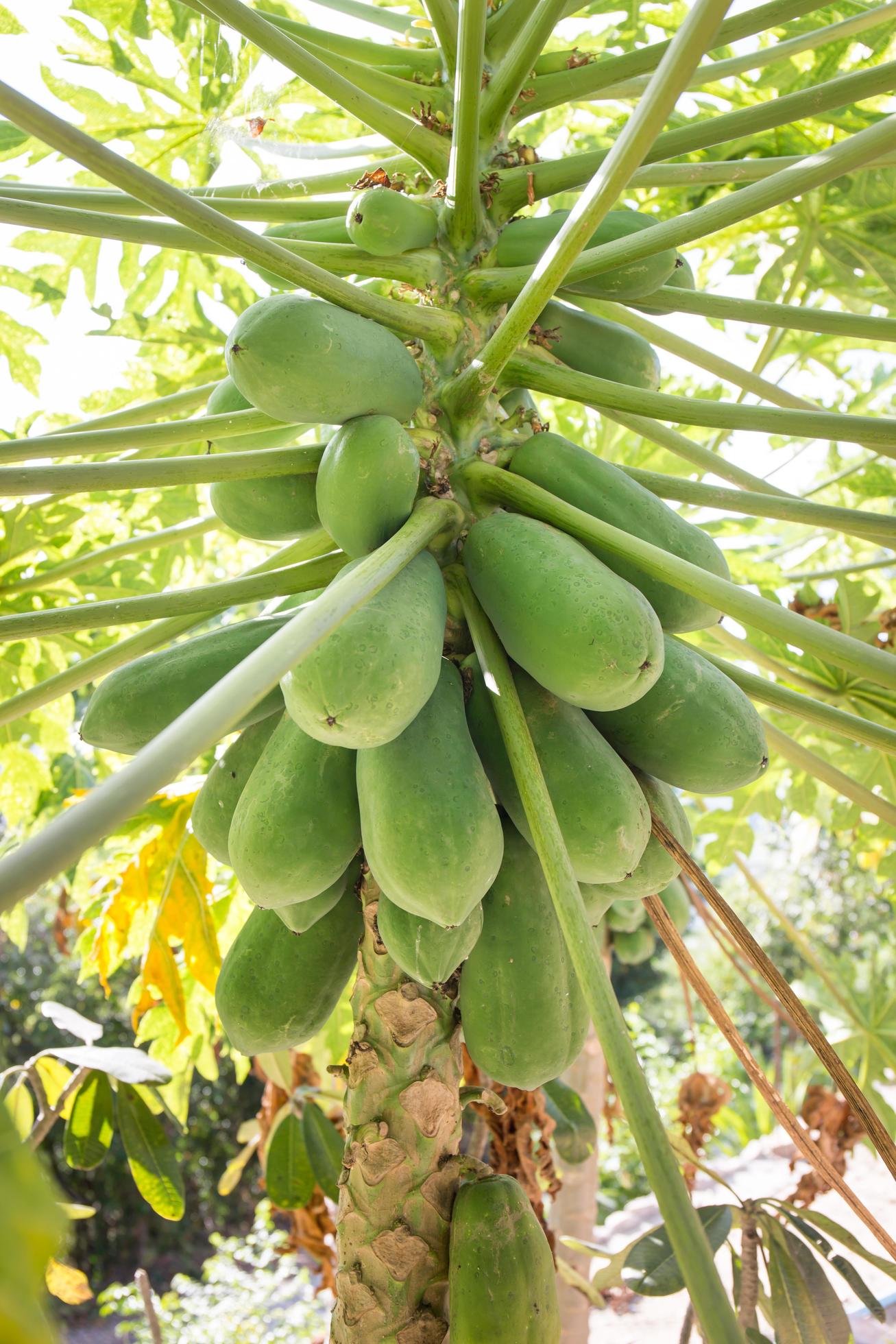 papaya tree with fruits. raw food for papaya salad Stock Free