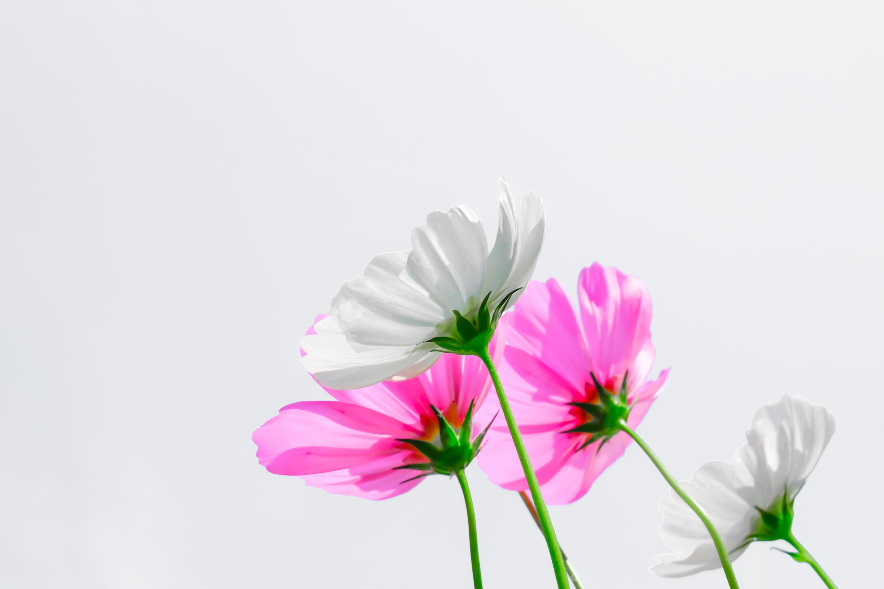 Beautiful white and pink Cosmos flowers on a white background. Stock Free