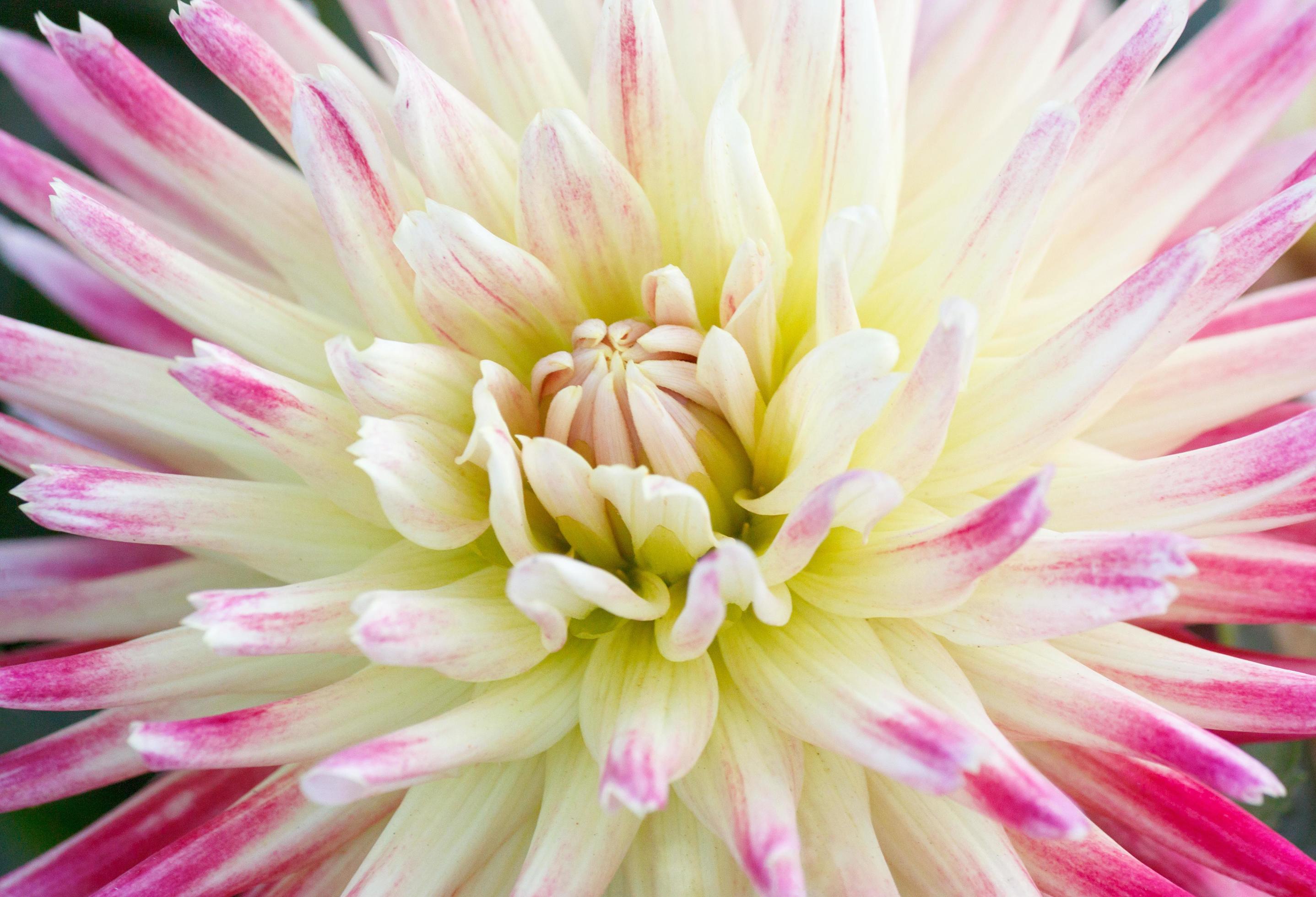 close up of white with purple chrysanthemum flower Stock Free