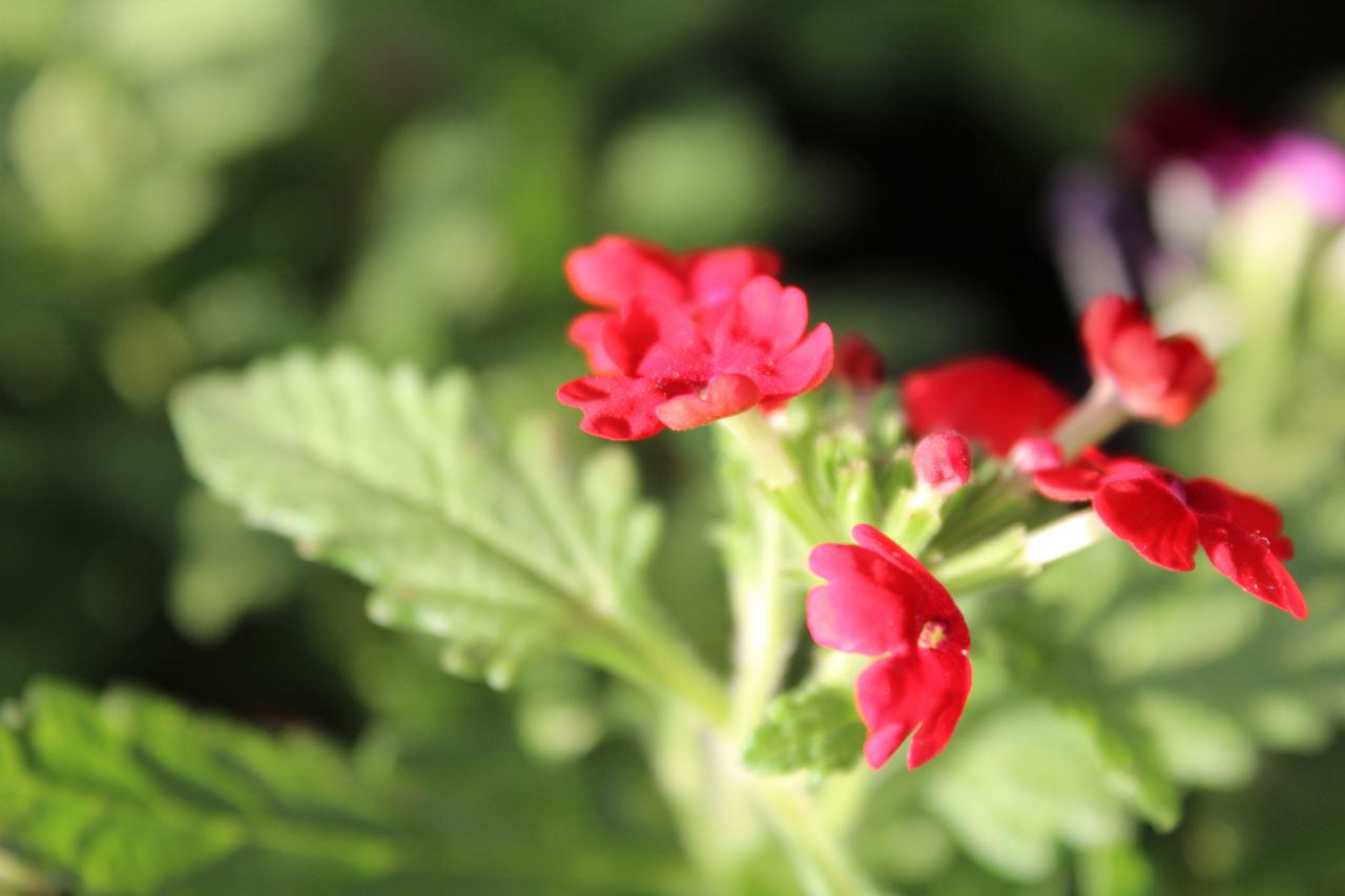 Red Flower And Leaves Closeup Stock Free