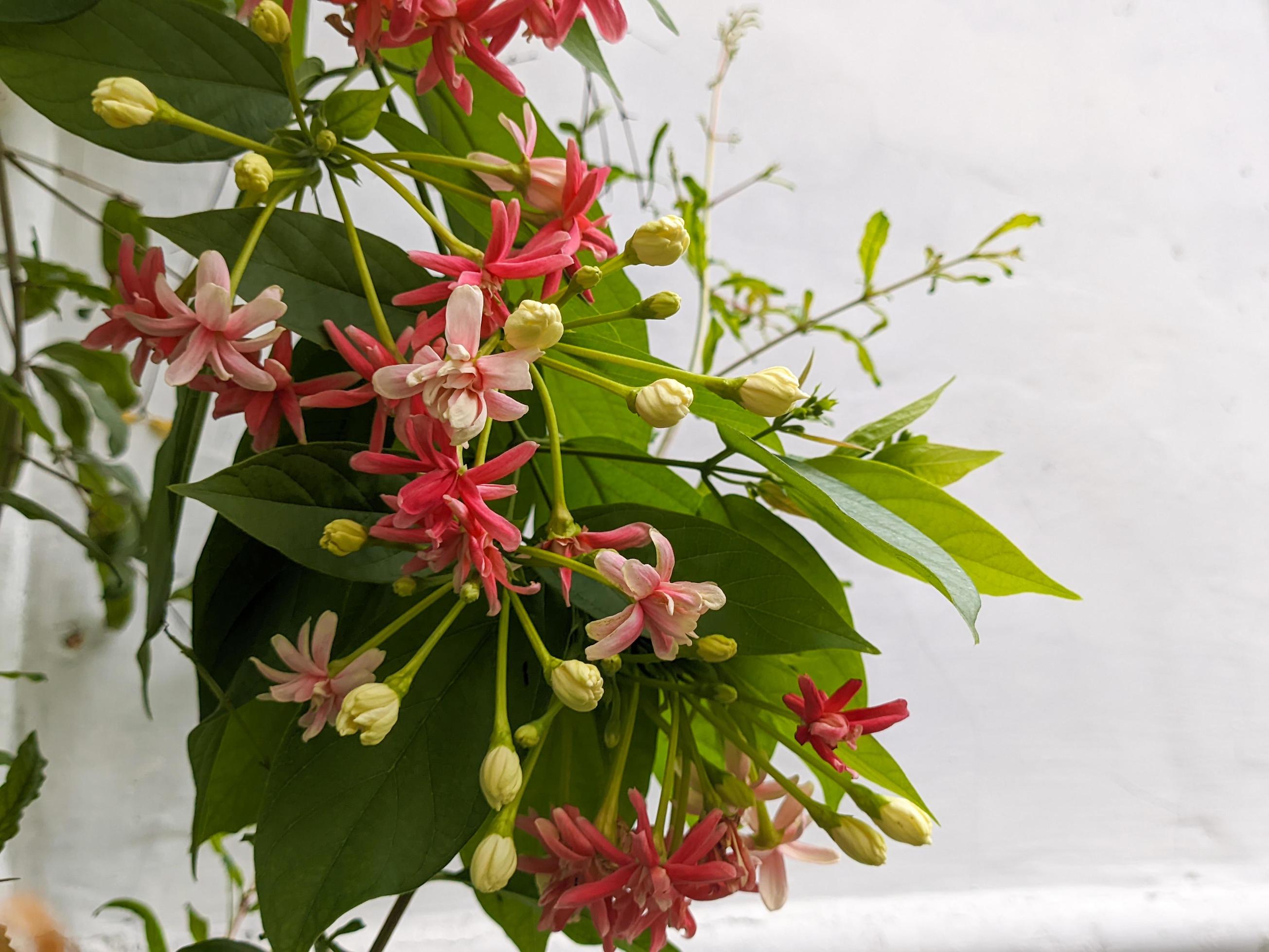 A close up of Combretum indicum flower Stock Free