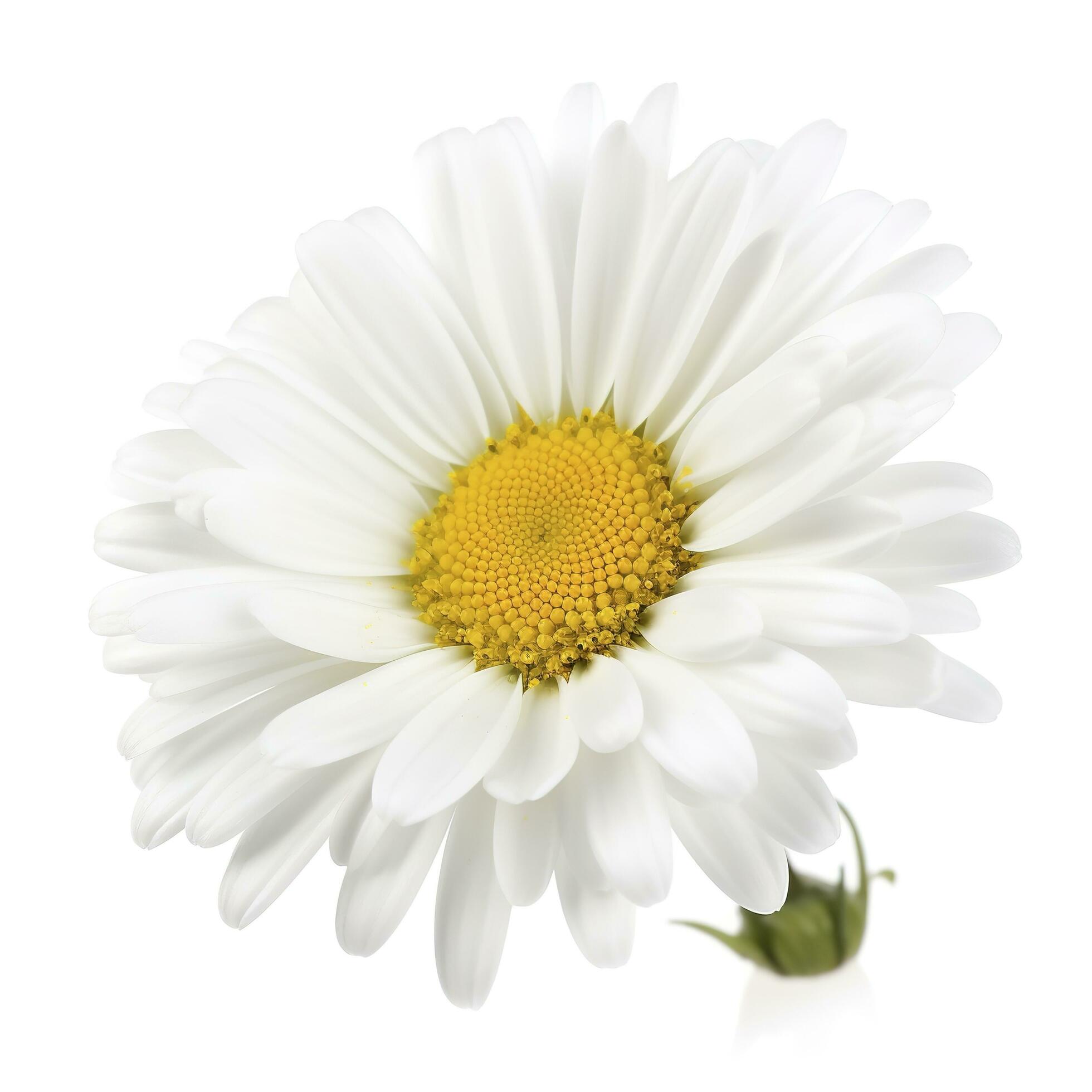 Daisy flower isolated on white background as package design element, generate ai Stock Free